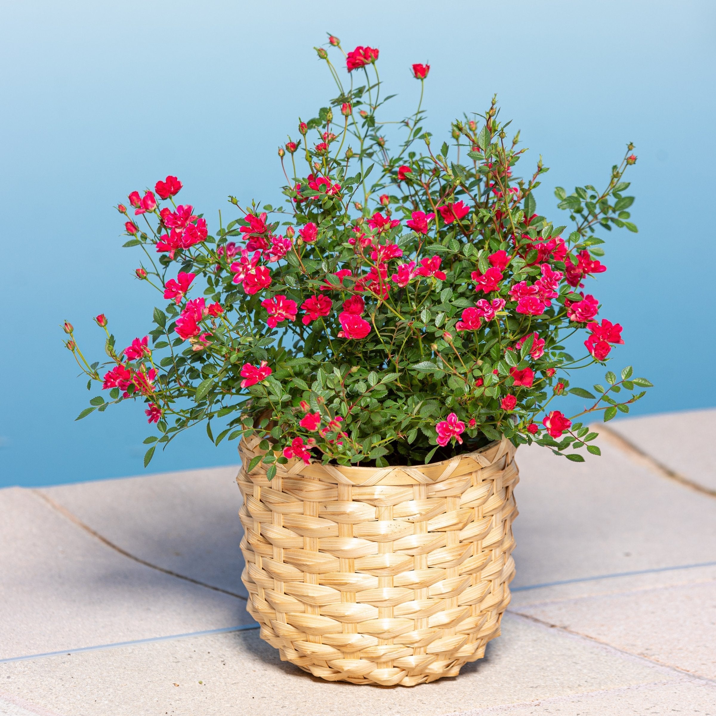 Rosa Pinku™ - 1 Gallon (PICK UP ONLY)