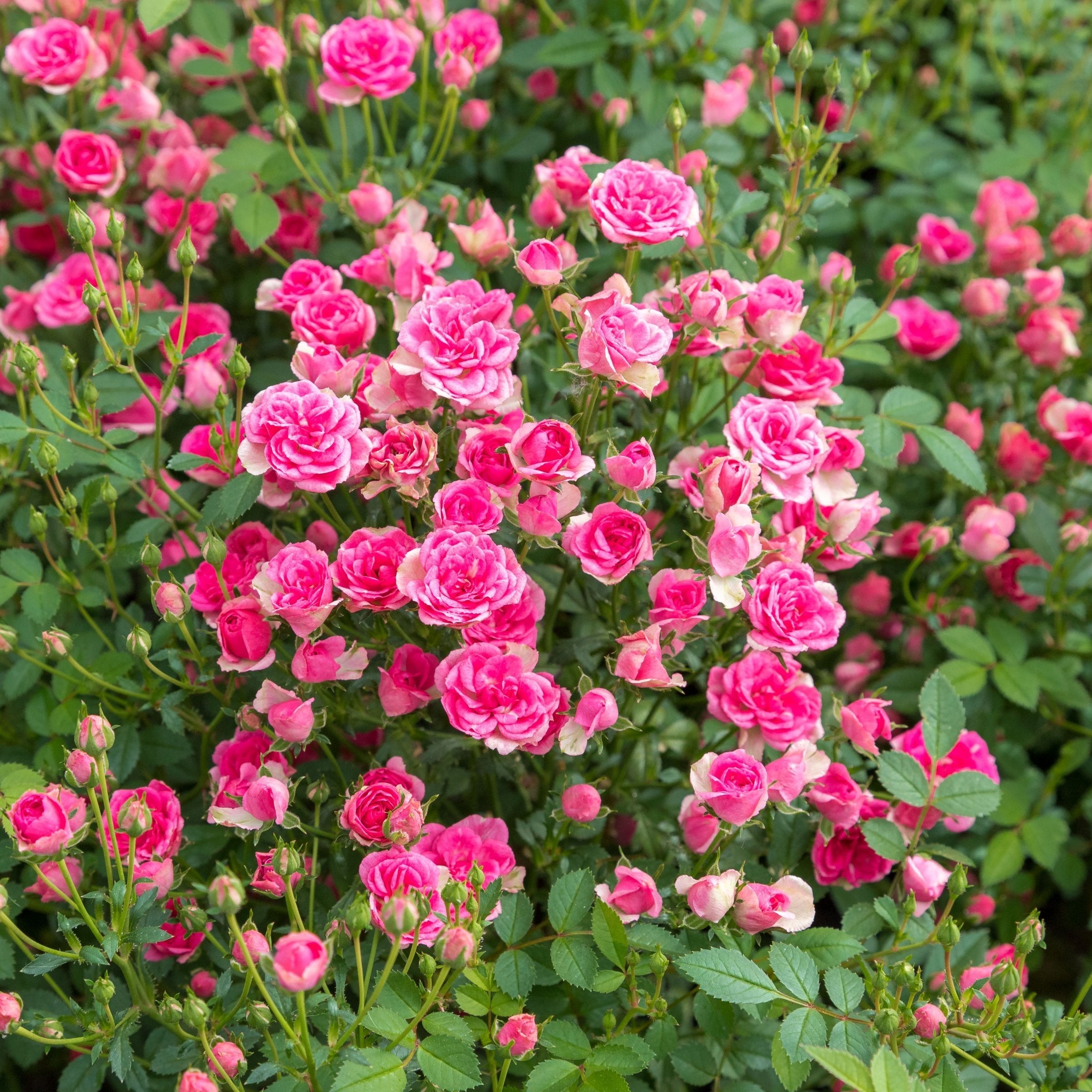 Rosa Pinku™ - 1 Gallon (PICK UP ONLY)