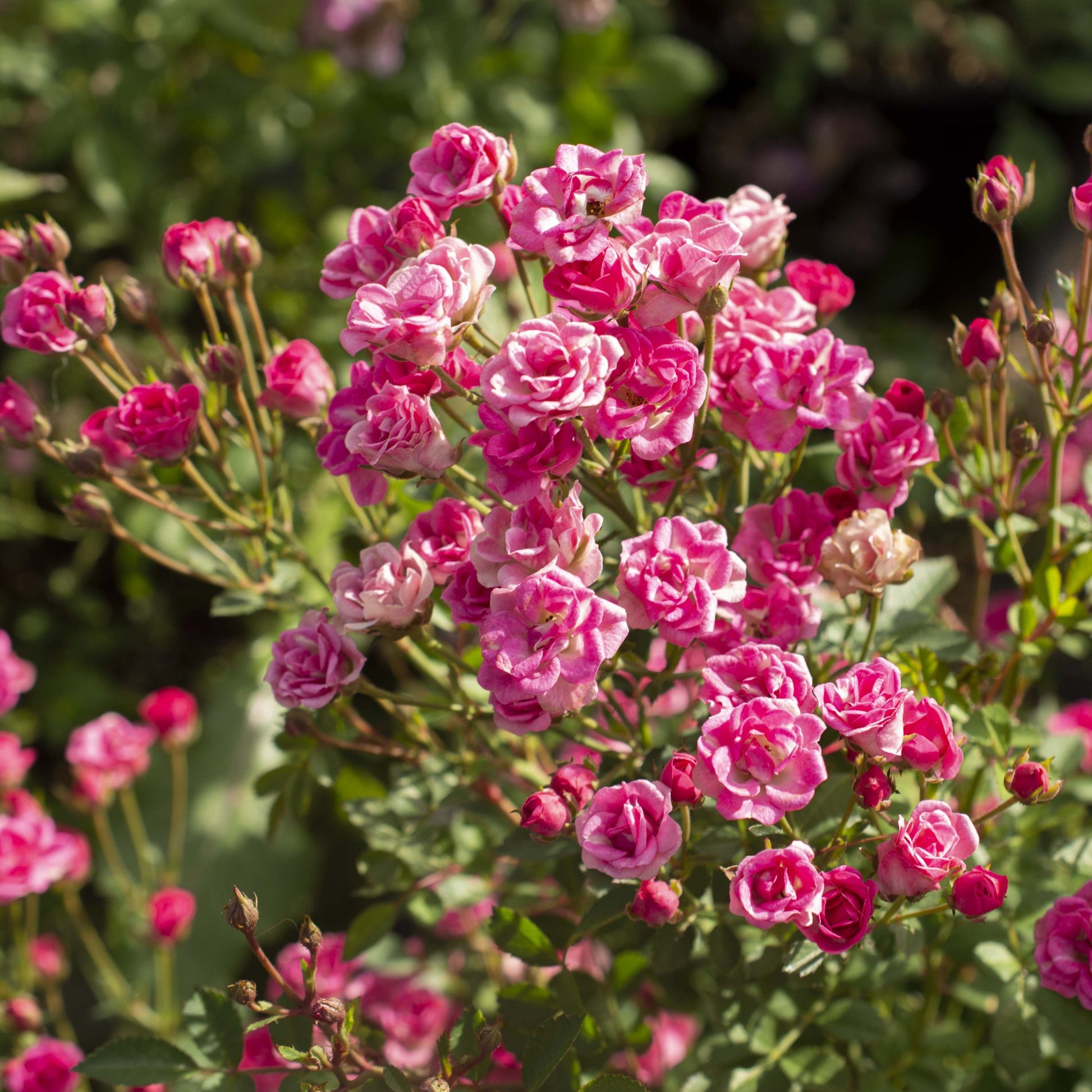 Pinku Mini Rose - 4" Pot Cottage Farms Pinku Mini Rose - 4" Pot Cottage Farms