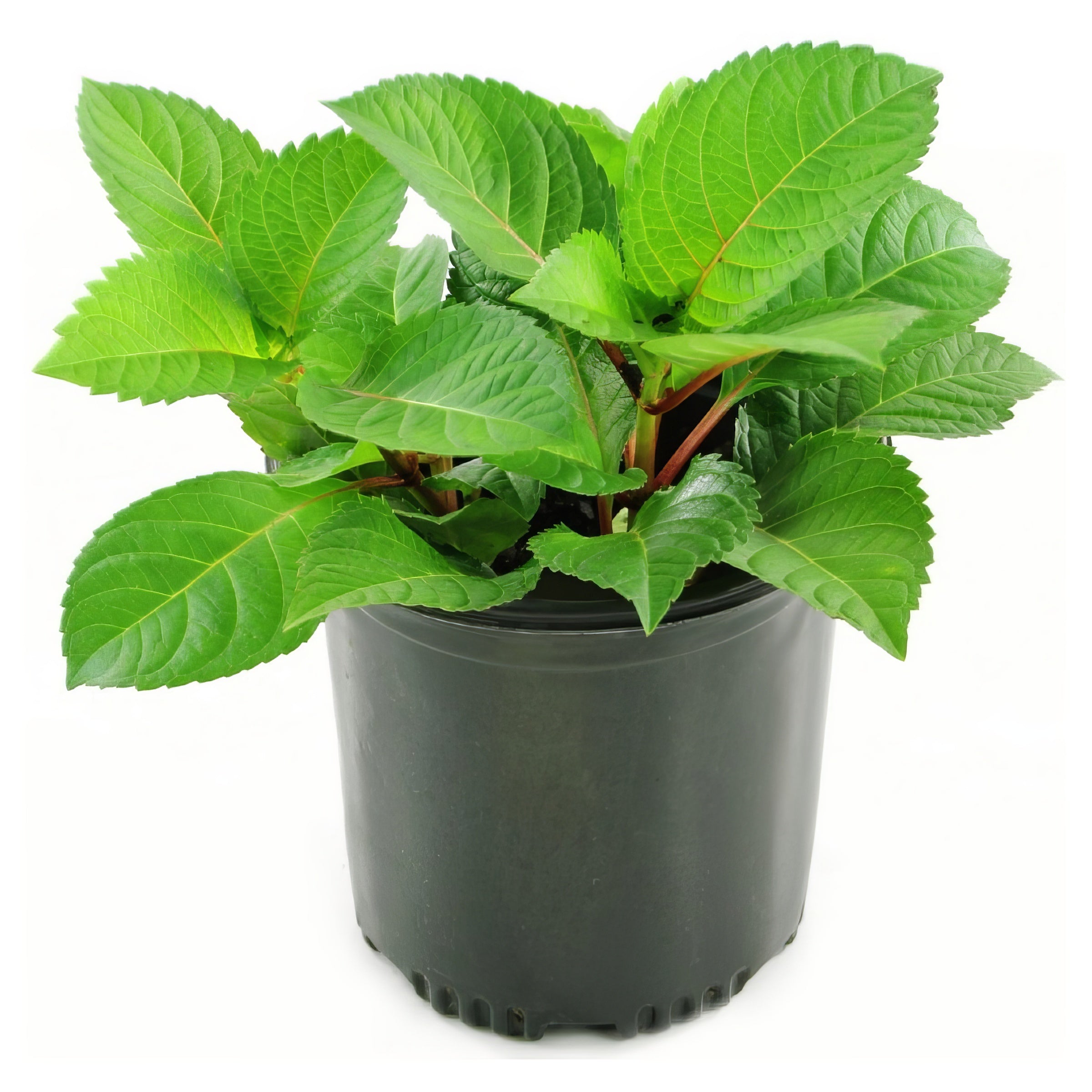 All Summer Beauty Hydrangea - 1 Gallon Pot