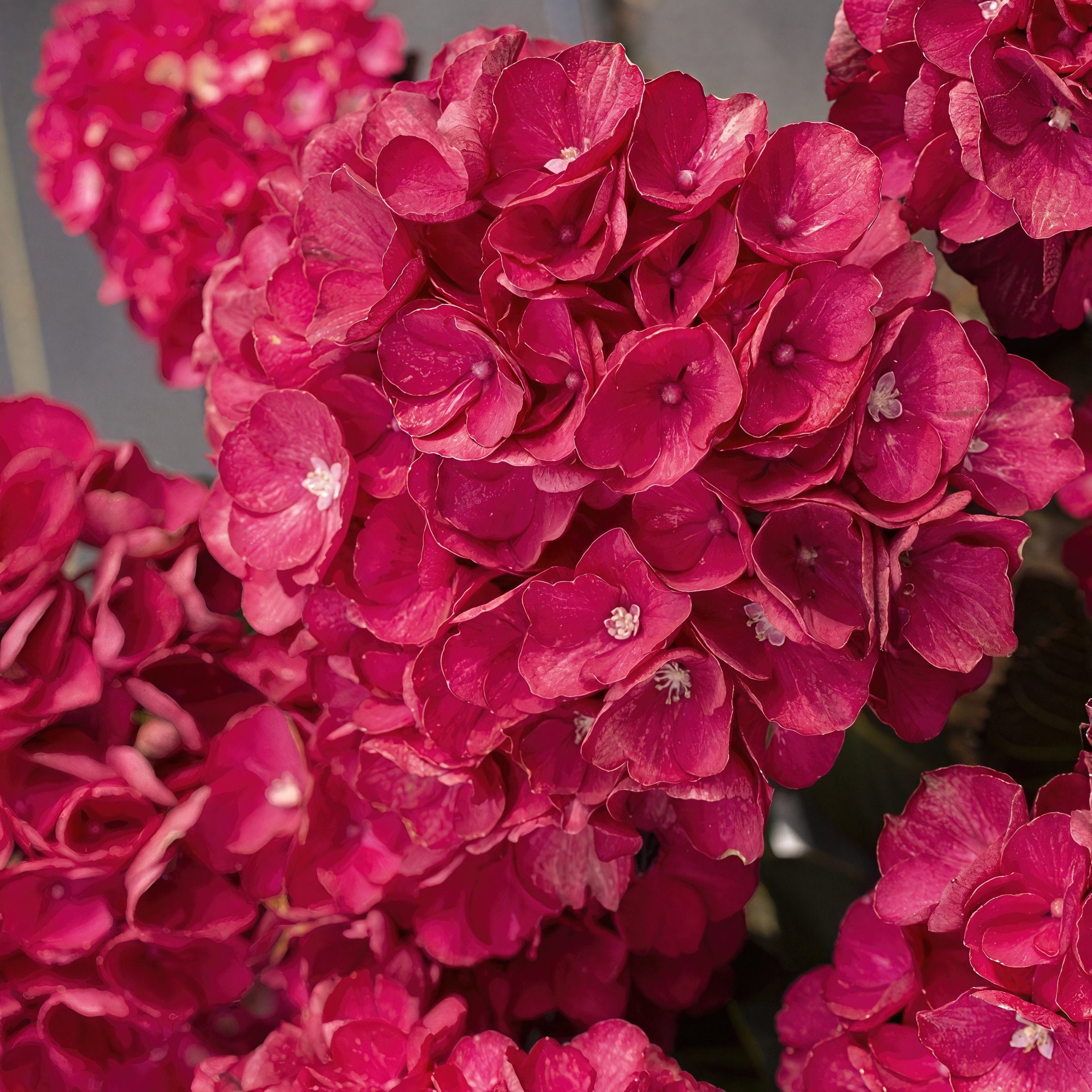 Hydrangea  Akadama - 1 Gallon Pot (PICK UP ONLY)