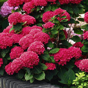 Hydrangea  Akadama - 1 Gallon Pot (PICK UP ONLY)