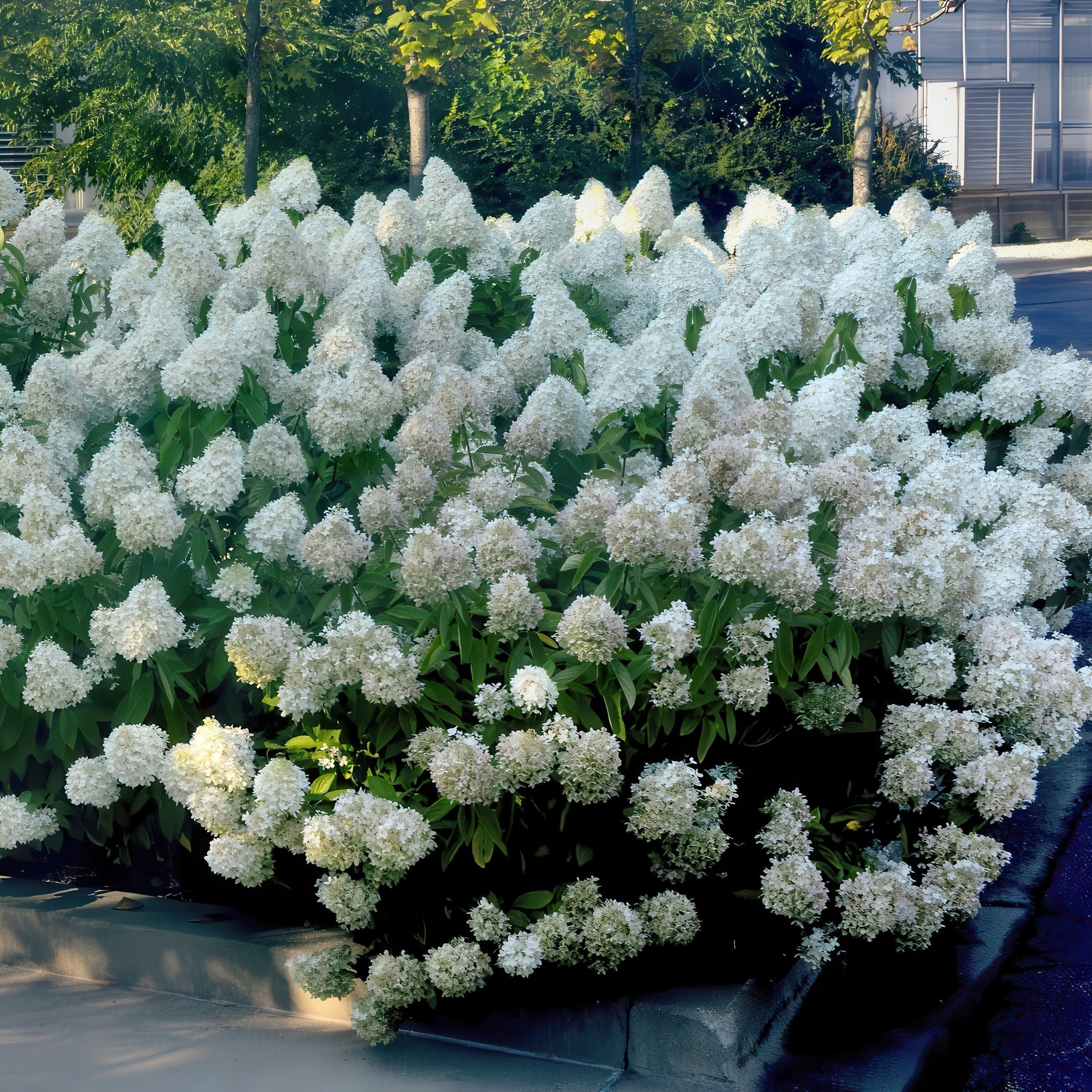 Cottage Farms Direct