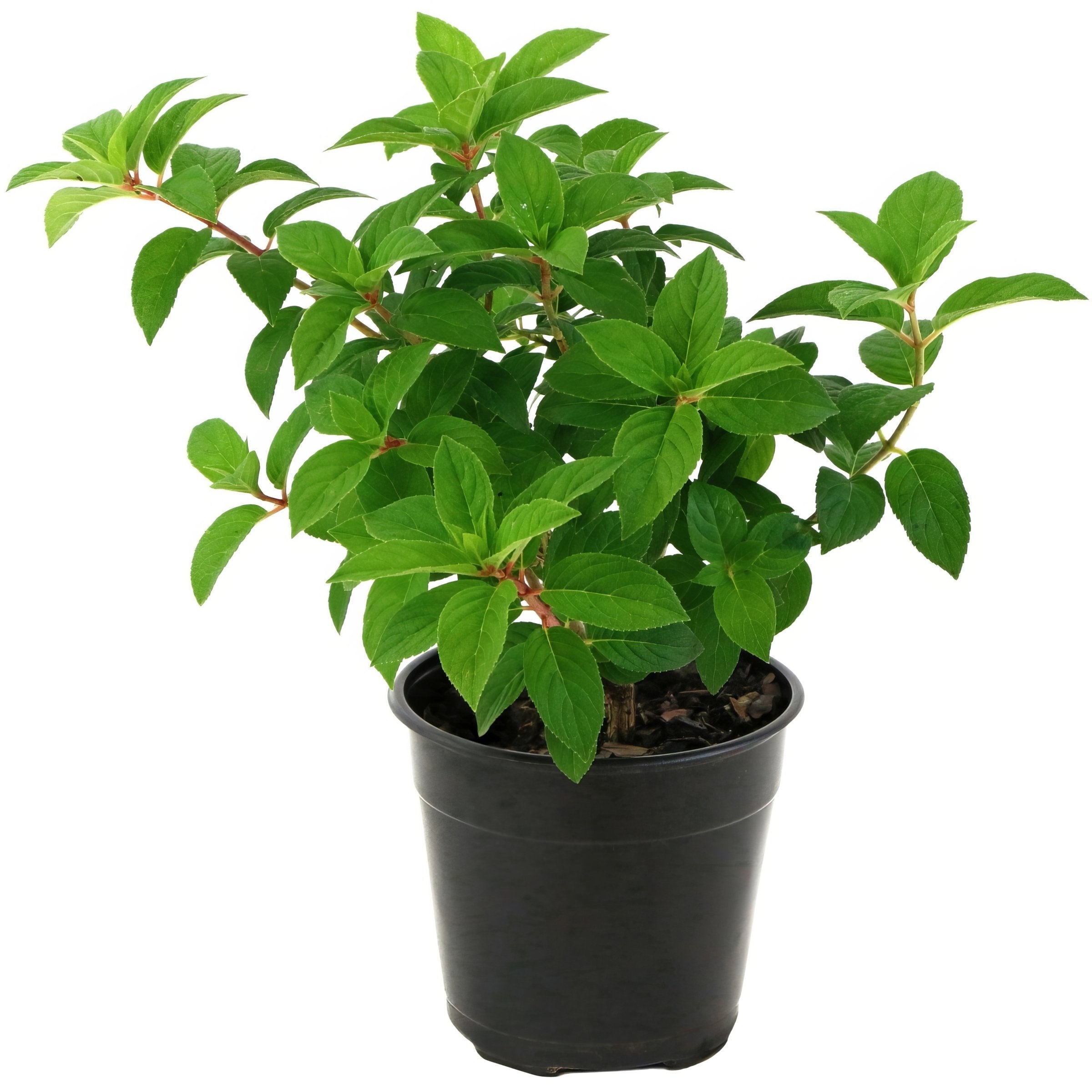 Hydrangea, Berry White® Hydrangea - 1 Gallon Pot