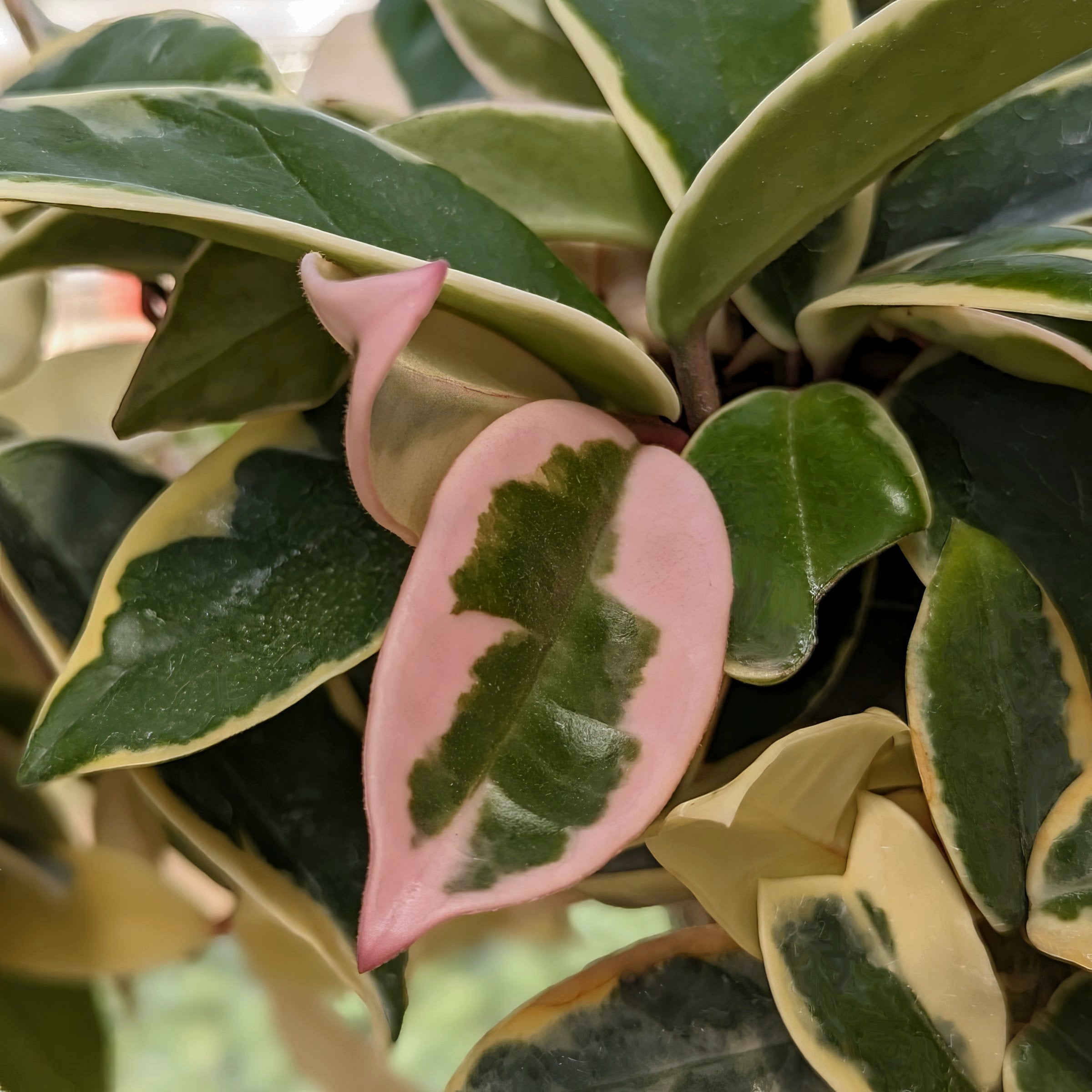 Hoya carnosa 'Variegated Tricolor' -10" Hanging Basket
