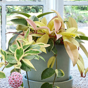 Hoya carnosa 'Variegated Tricolor' -10" Hanging Basket