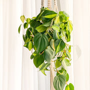 Philodendron hederaceum ‘Brasil’ – 8" Hanging Basket