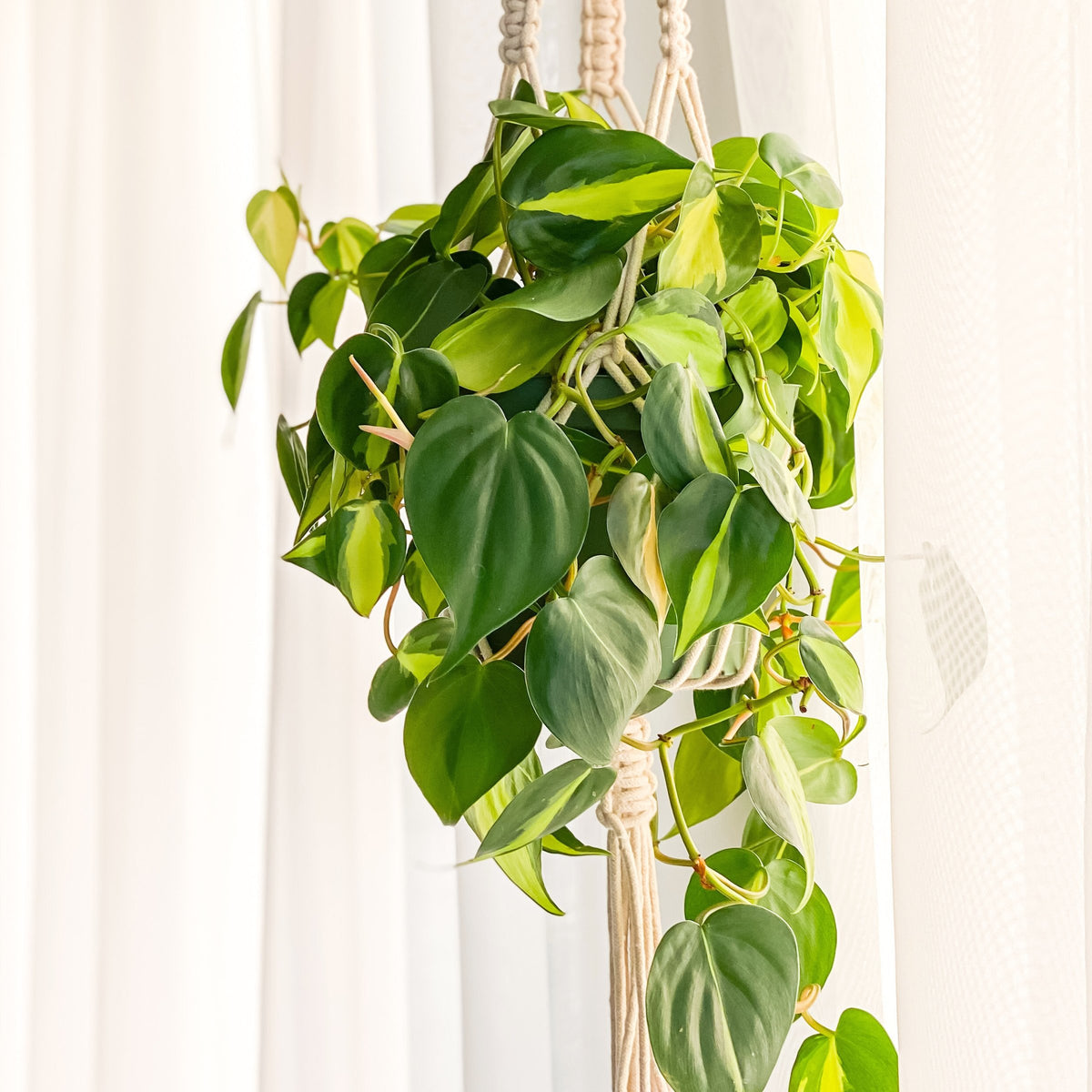 Philodendron hederaceum ‘Brasil’ – 4" Pot