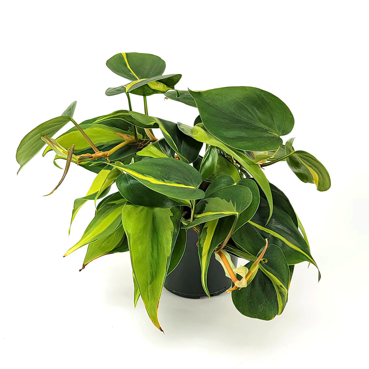 Philodendron hederaceum ‘Brasil’ – 5.5" Pot