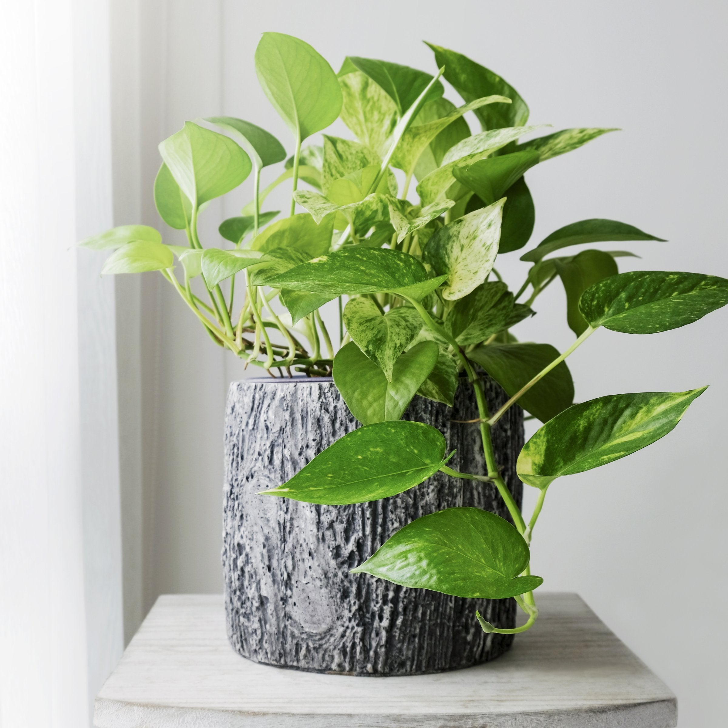 Golden Pothos - 4" Pot