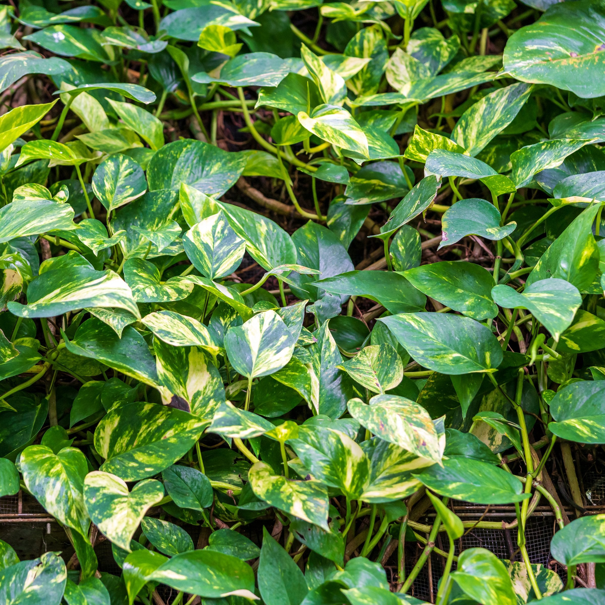 Golden Pothos - 4" Pot