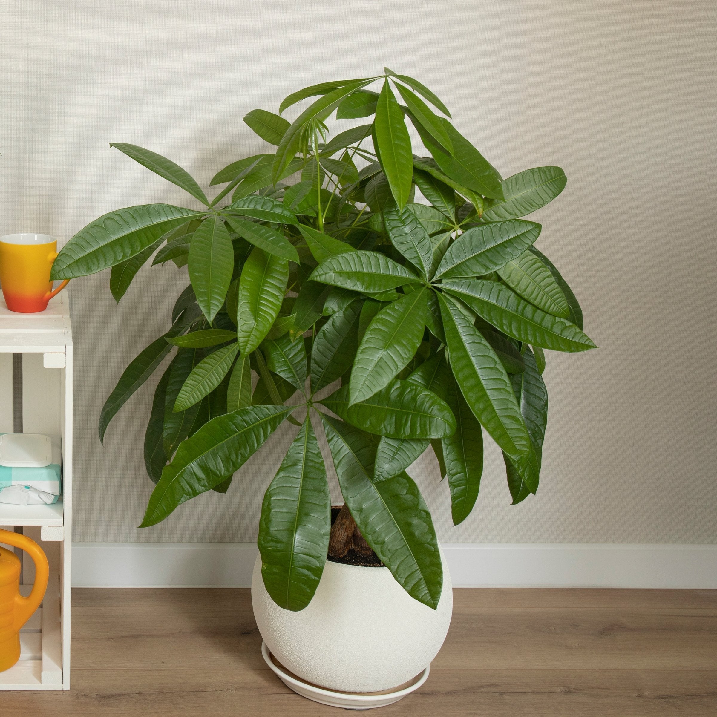 Pet Friendly Plant Club - Delivered Monthly, FREE SHIPPING!