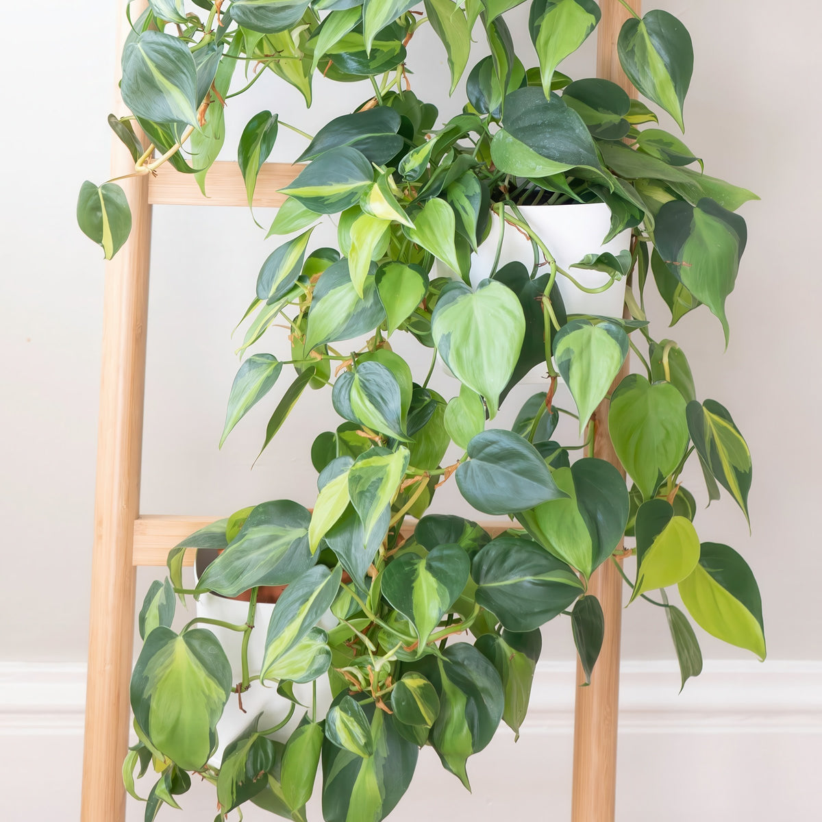 Philodendron hederaceum ‘Brasil’ – 5.5" Pot