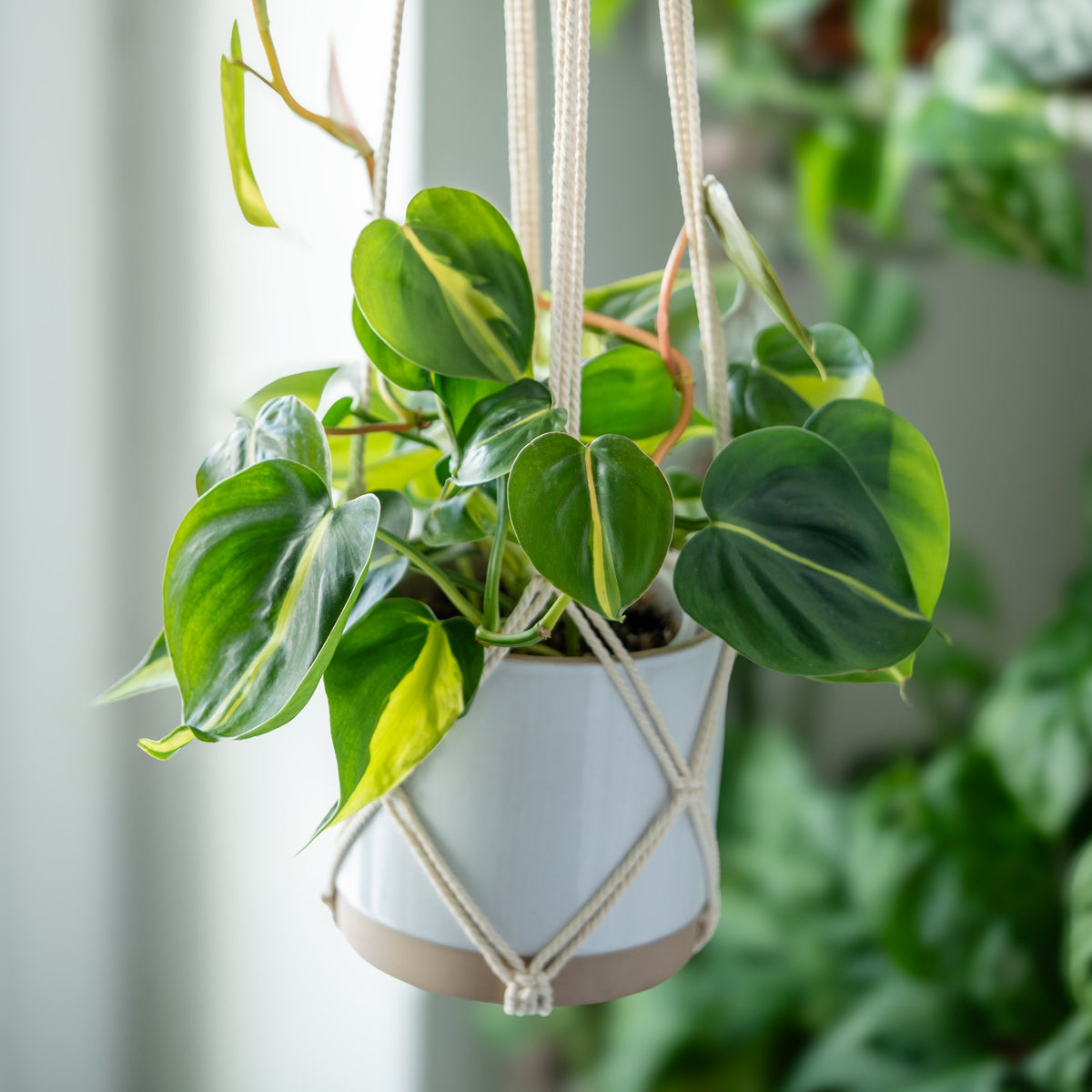 Philodendron hederaceum ‘Brasil’ – 4" Pot