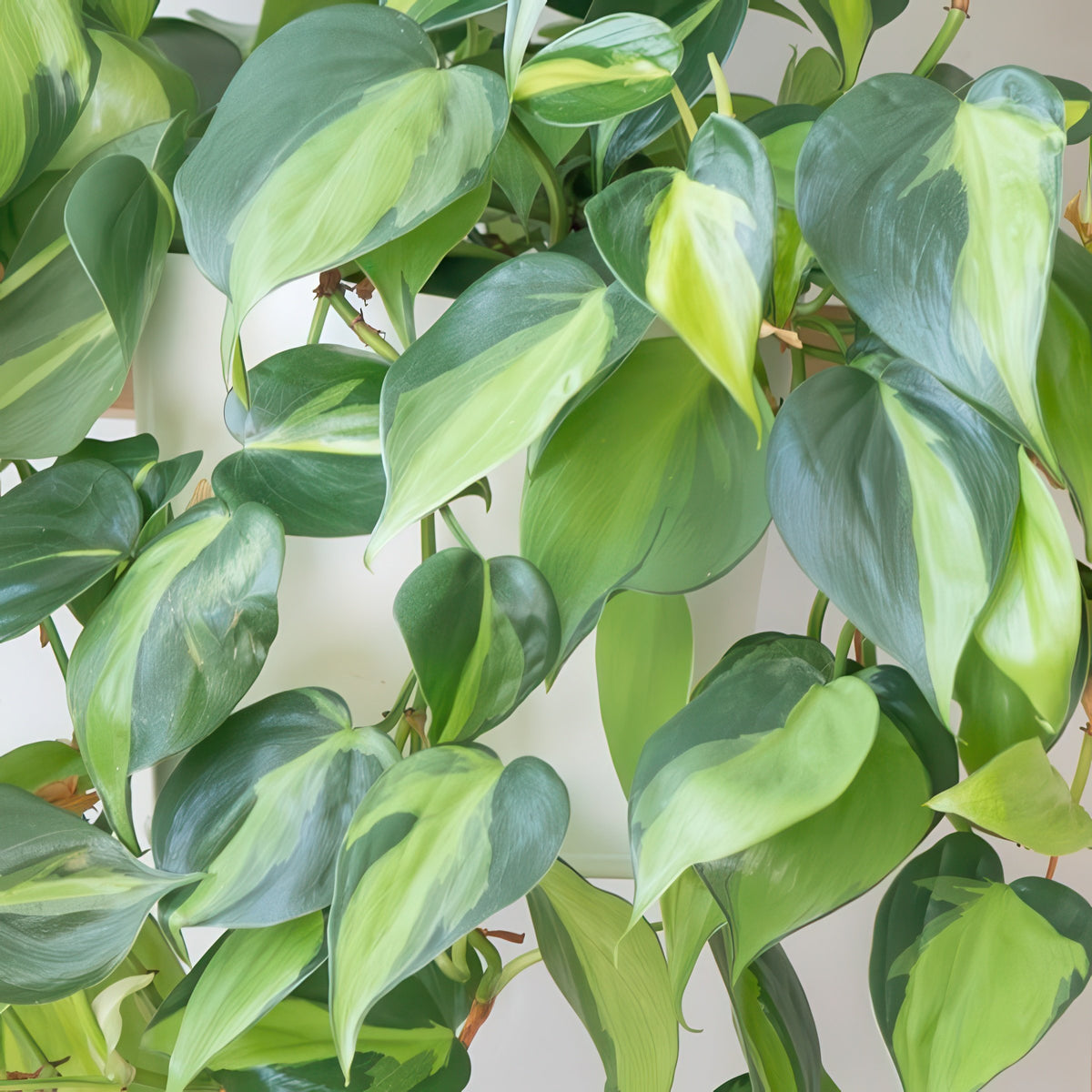 Philodendron hederaceum ‘Brasil’ – 5.5" Pot