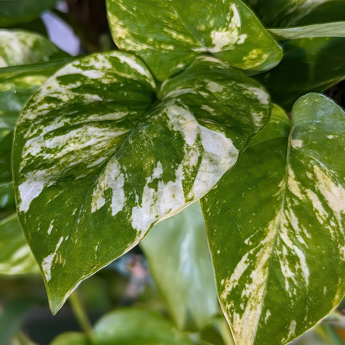 Epipremnum 'Marble Queen' Pothos - 10" Hanging Basket