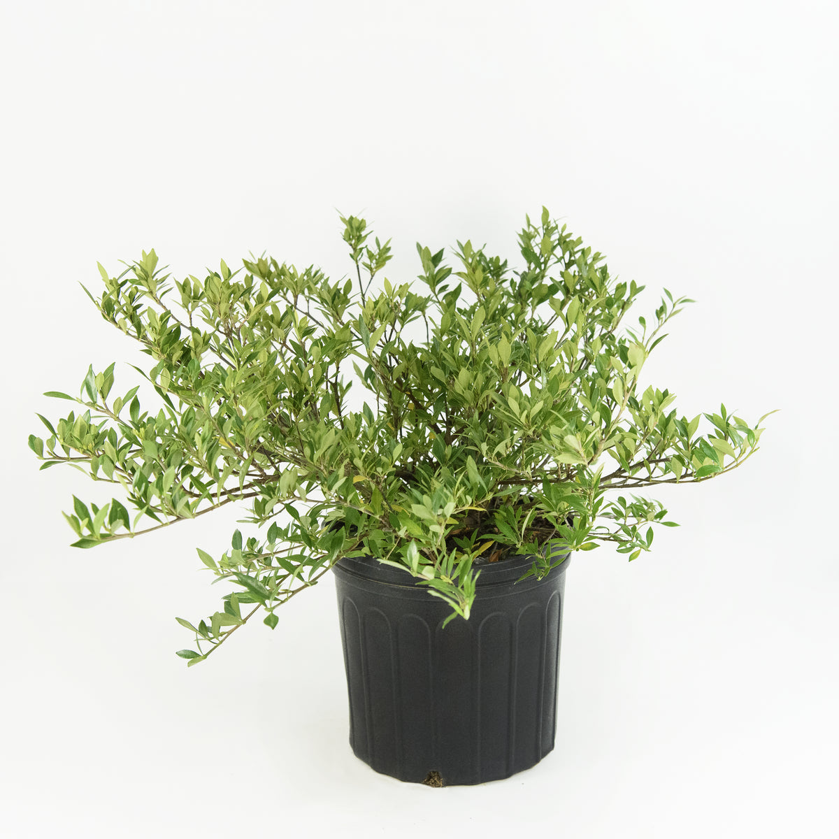 Gardenia 'Radicans' - 3 Gallon Pot