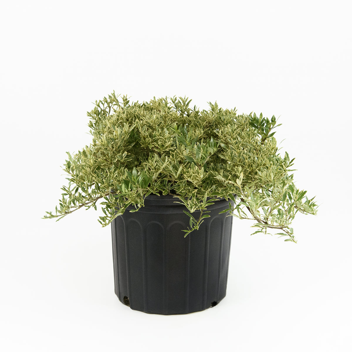 Gardenia 'Variegated Radicans' - 3 Gallon Pot