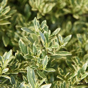 Gardenia 'Variegated Radicans' - 1 Gallon Pot