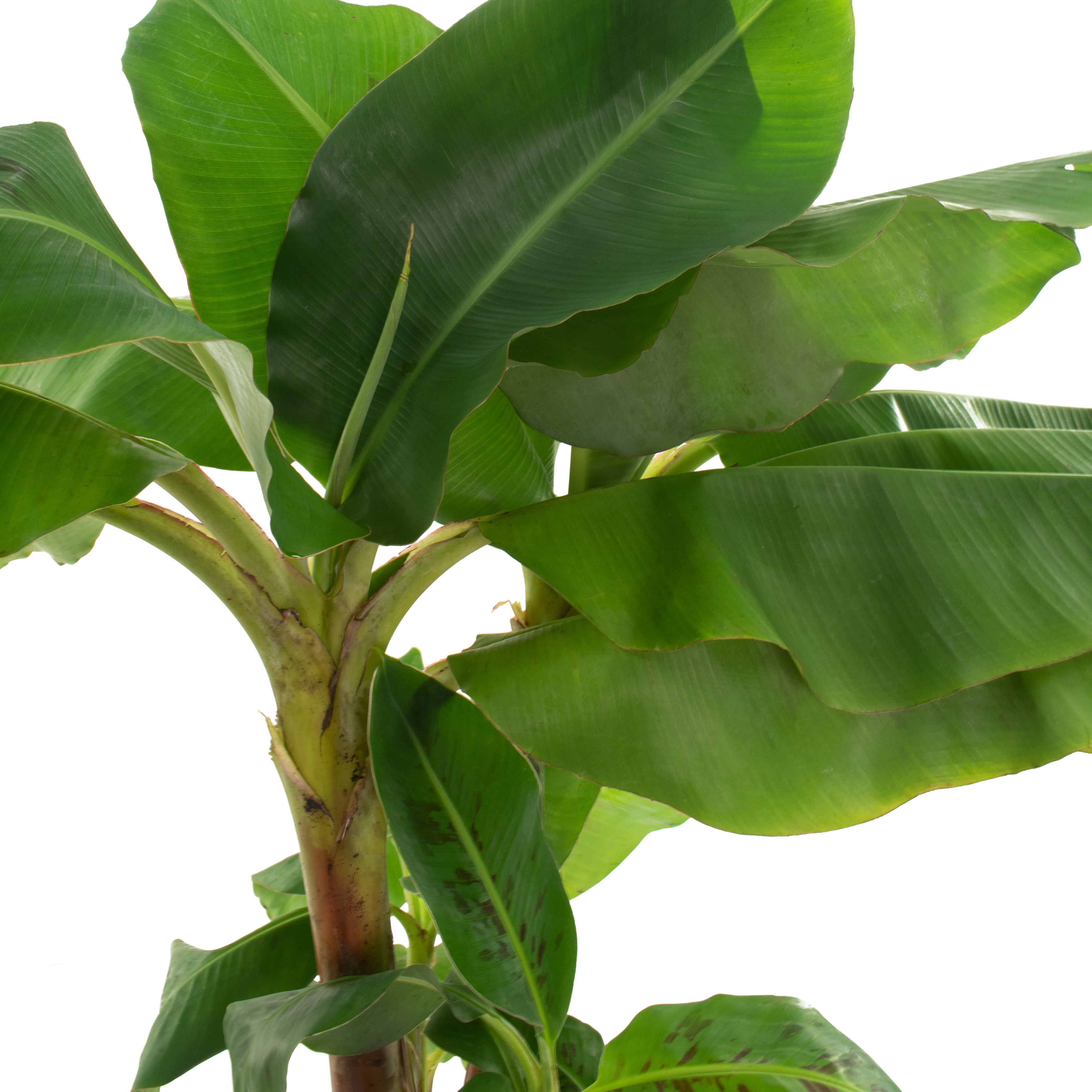 Musa Dwarf Cavendish Banana - 1 Gallon Pot