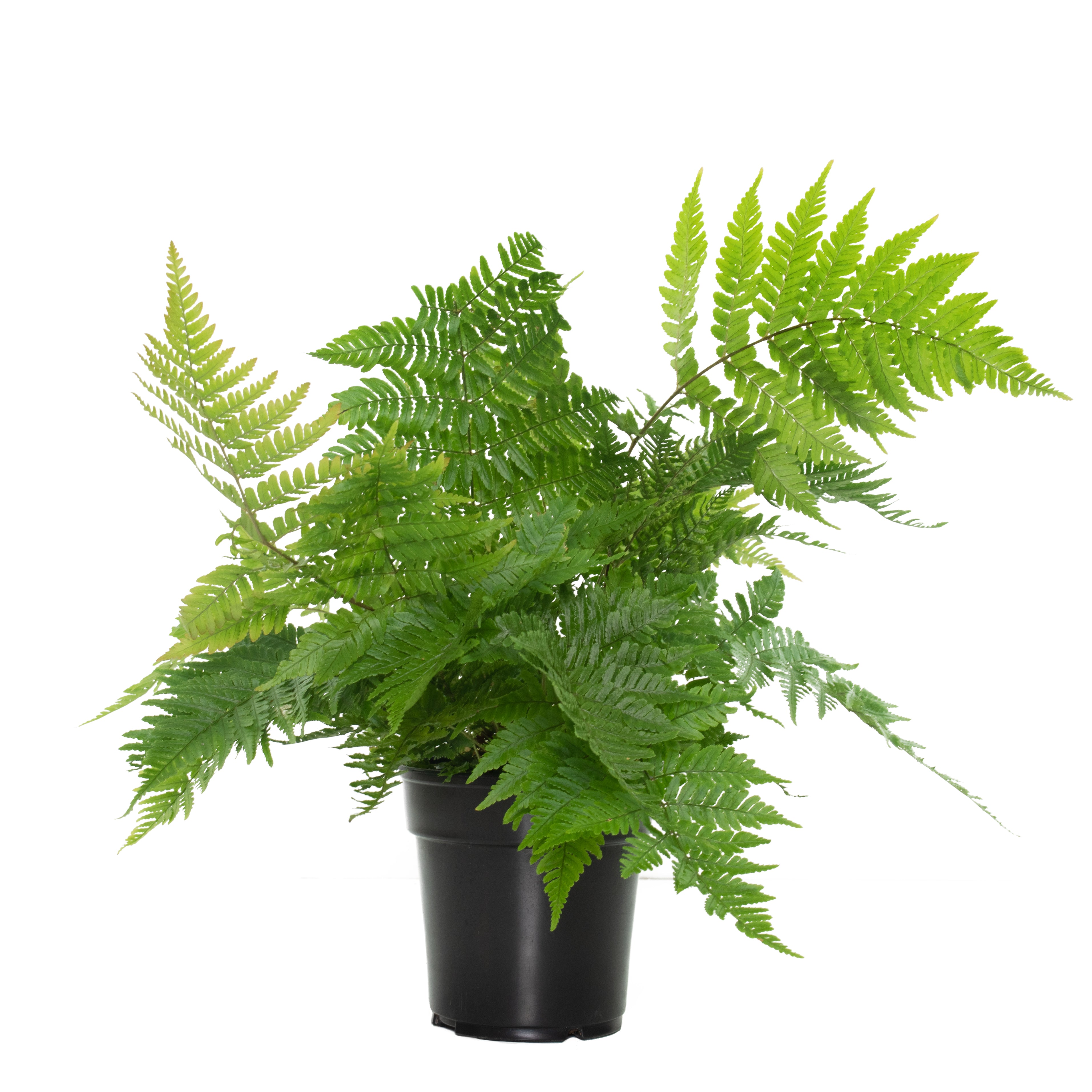 Dryopteris Autumn Fern - 5.5" Pot (PICK UP SALE)
