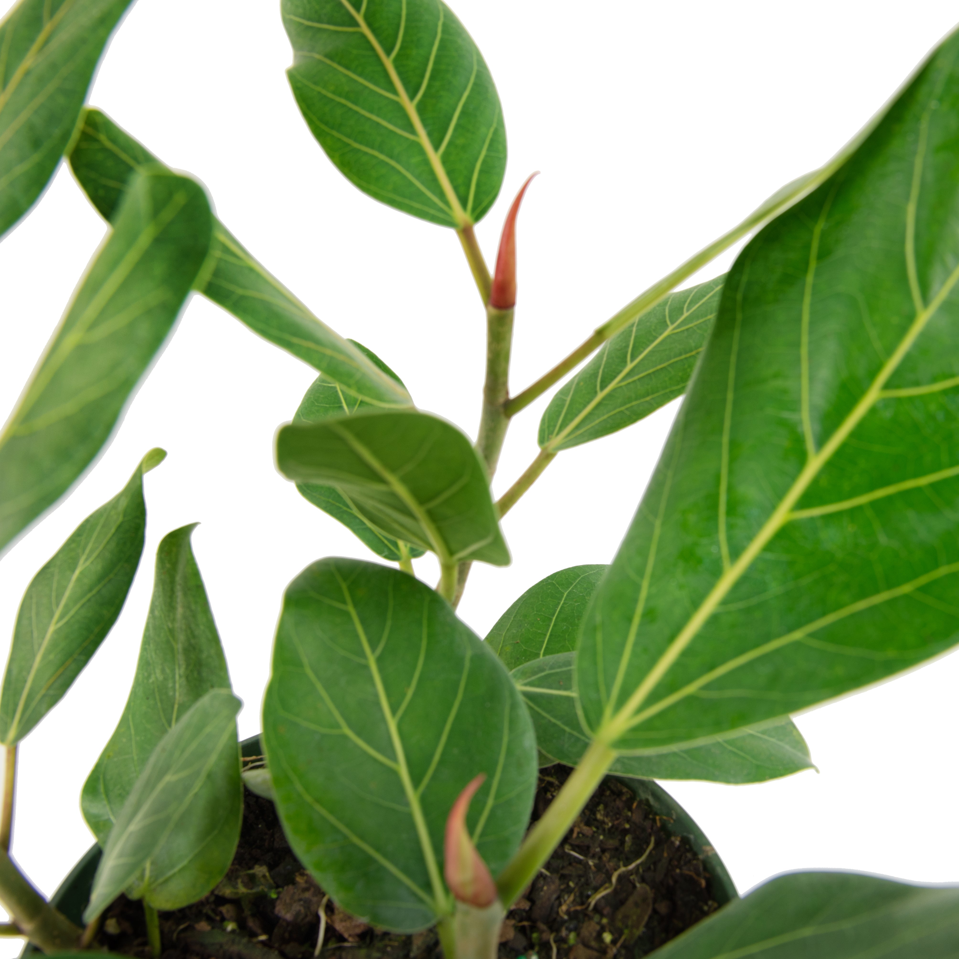 Cottage Farms Direct