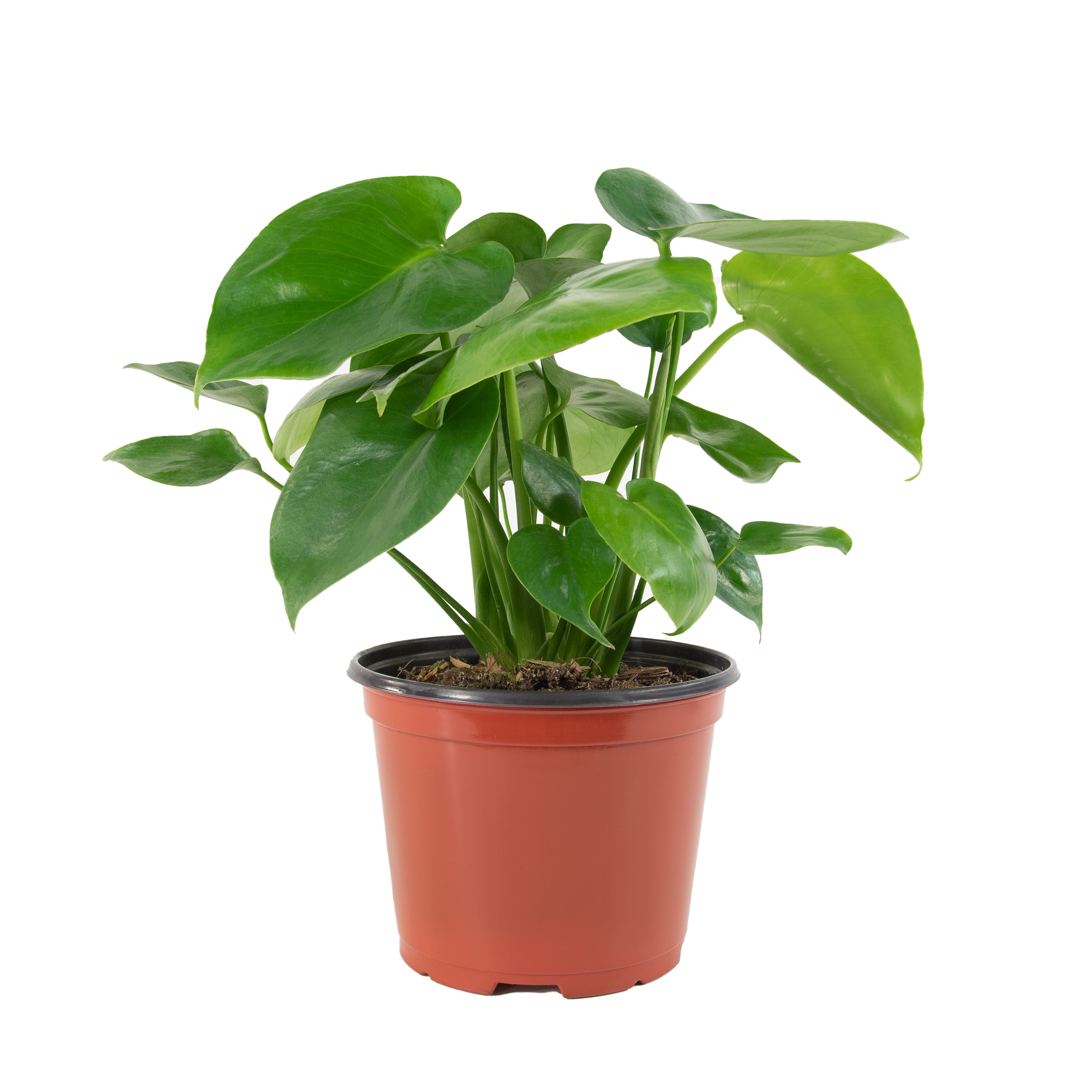 Monstera Deliciosa - 5.5 in. Pot