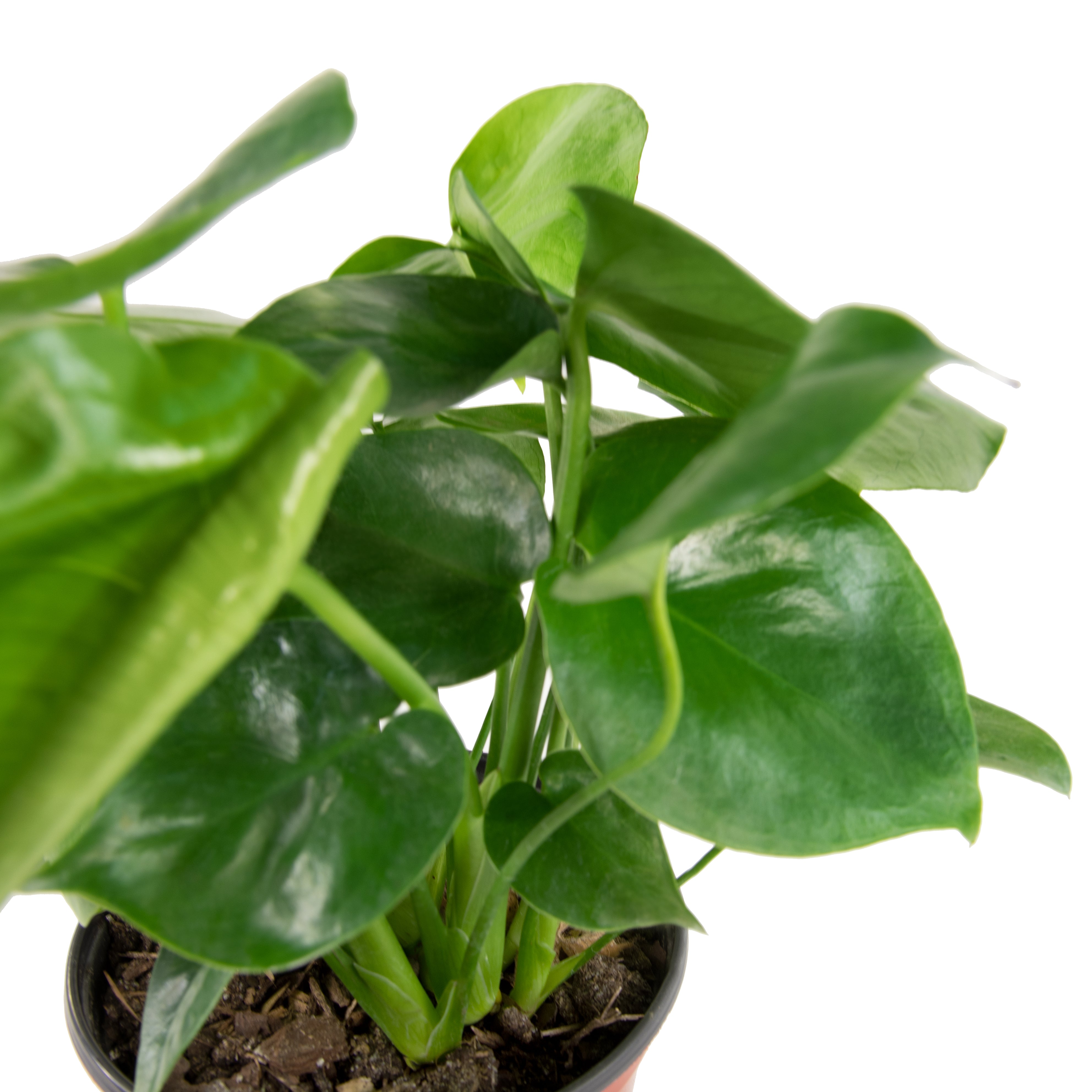 monstera deliciosa brasil Monstera Deliciosa