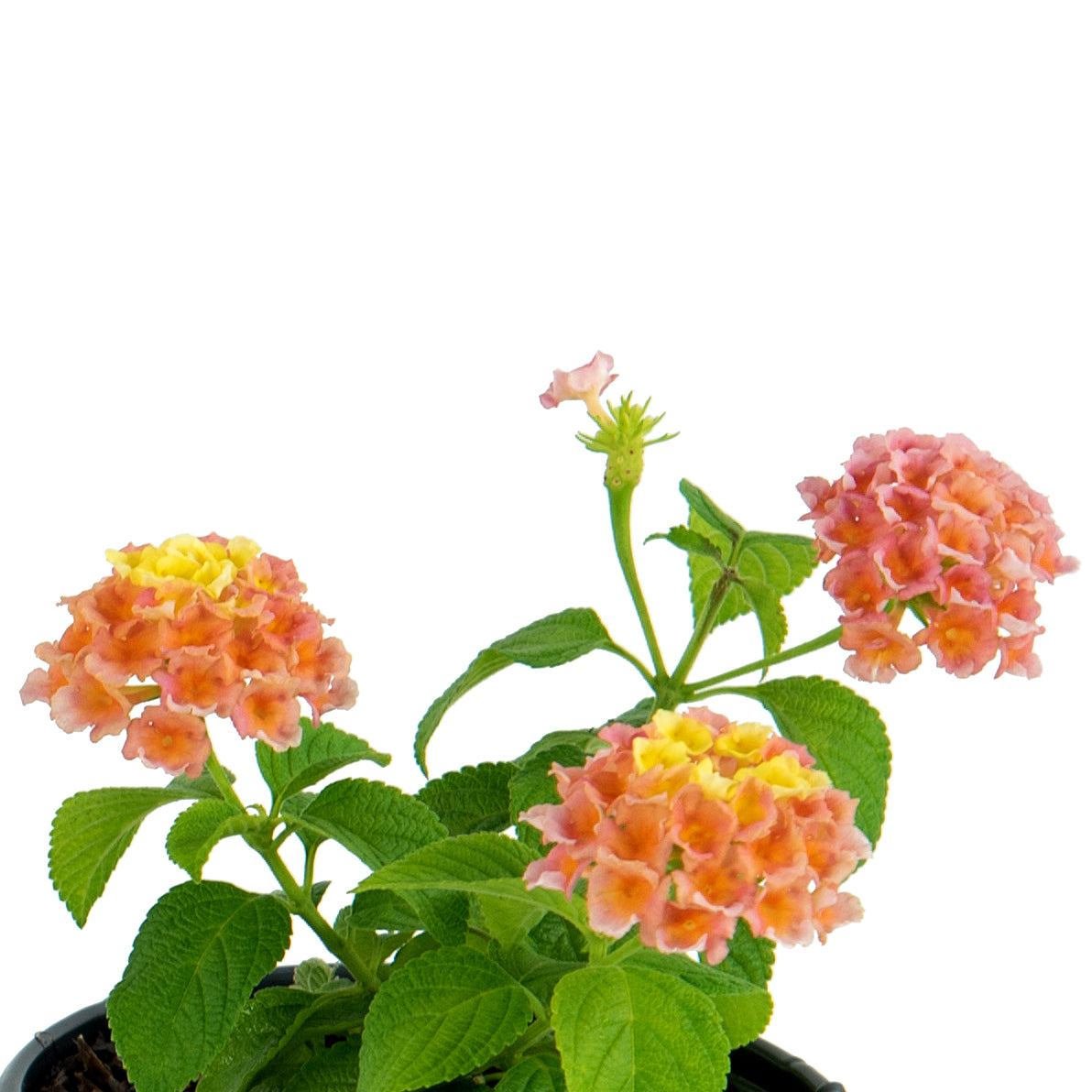 Lantana Peach - 4" Pot, SPRING PREORDER