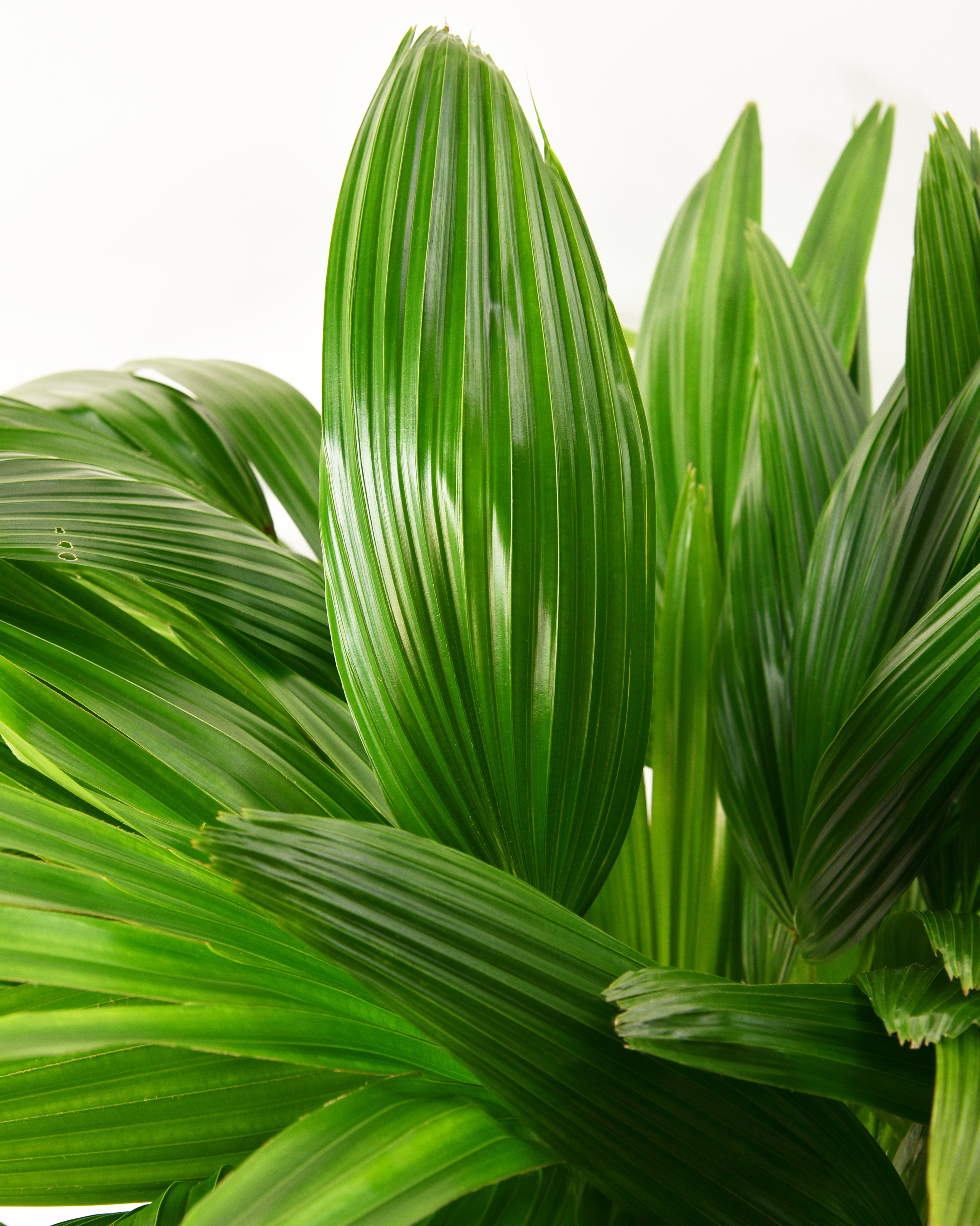 Livistona, Chinensis Fan Palm - 3 Gallon Pot