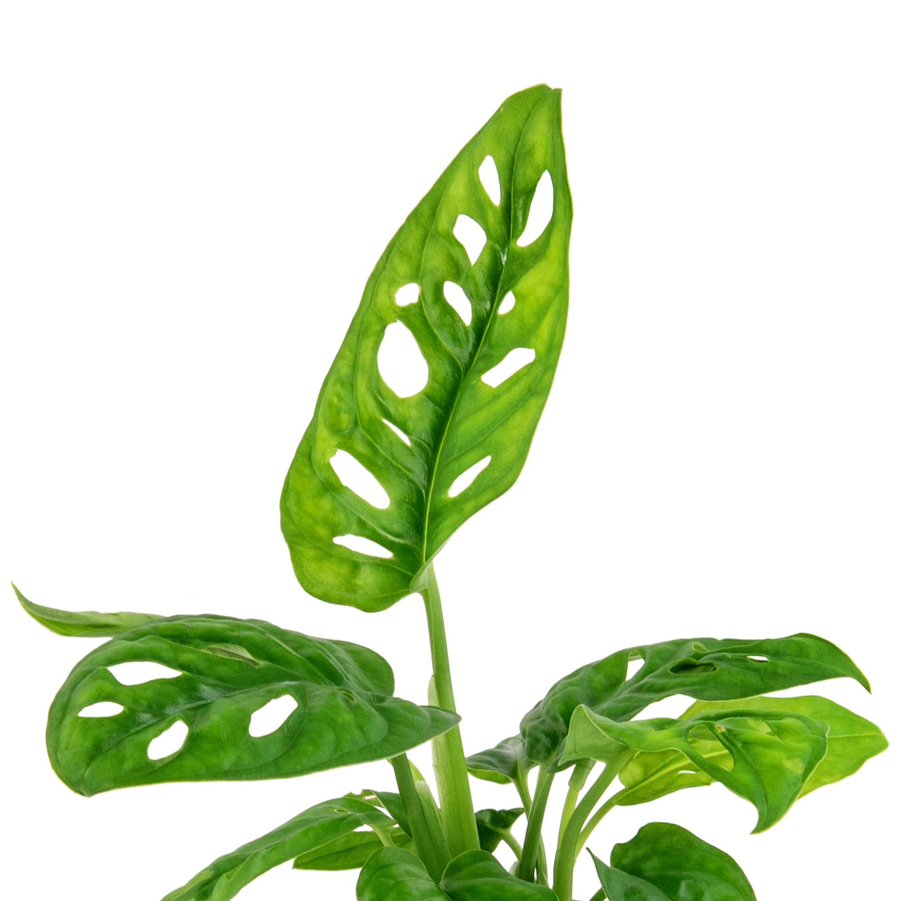 monstera adansonii sale Monstera Adansonii Swiss Cheese Vine