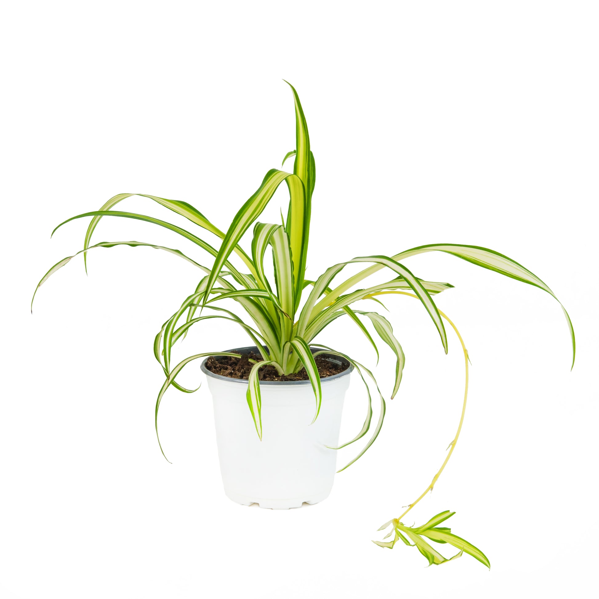 spider plant for sale near me Ribbon (Spider) Plant