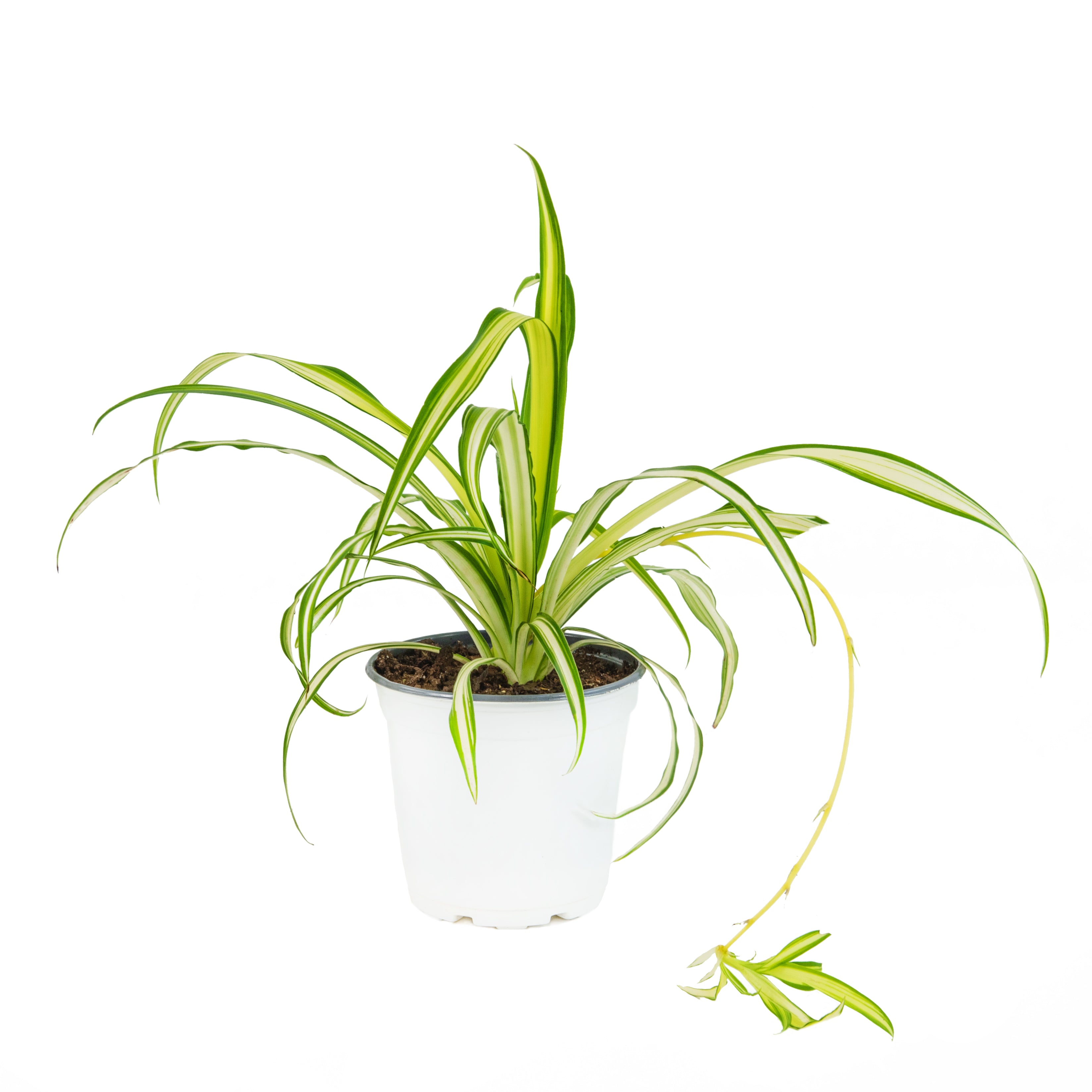 Ribbon (Spider) Plant - 4in. Pot