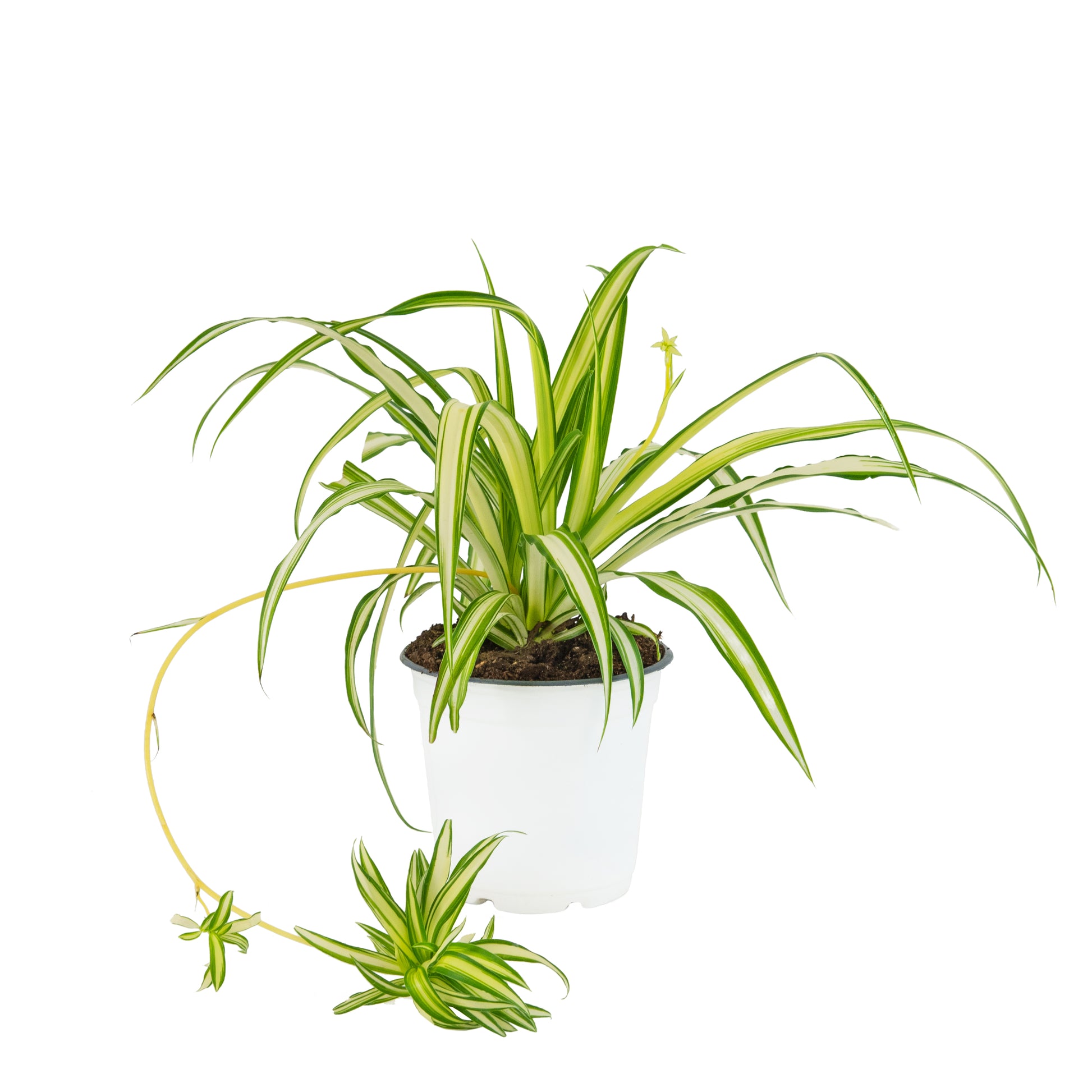 spider plants for sale nearby Ribbon (Spider) Plant