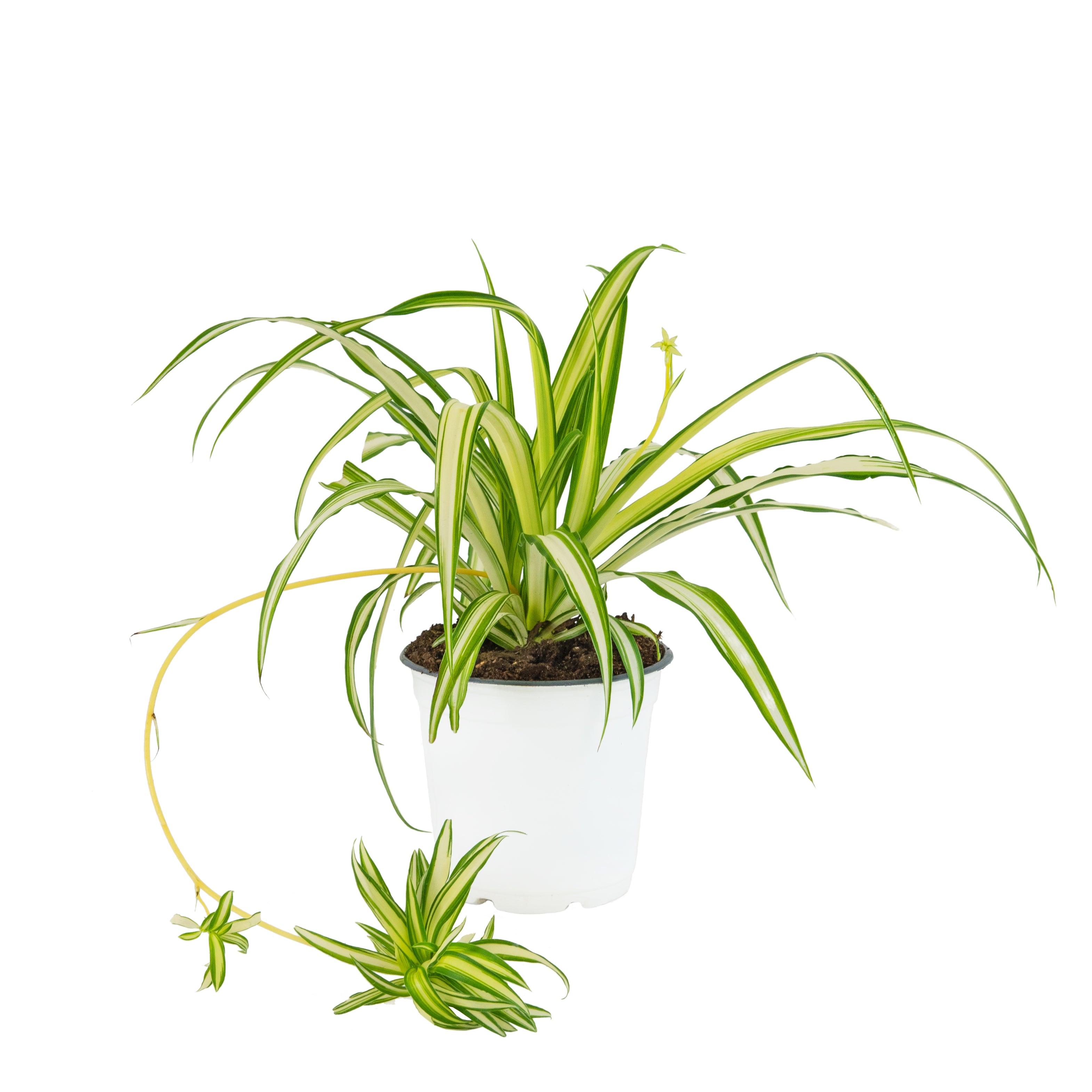 indoor hanging basket for spider plant Ribbon (Spider) Plant