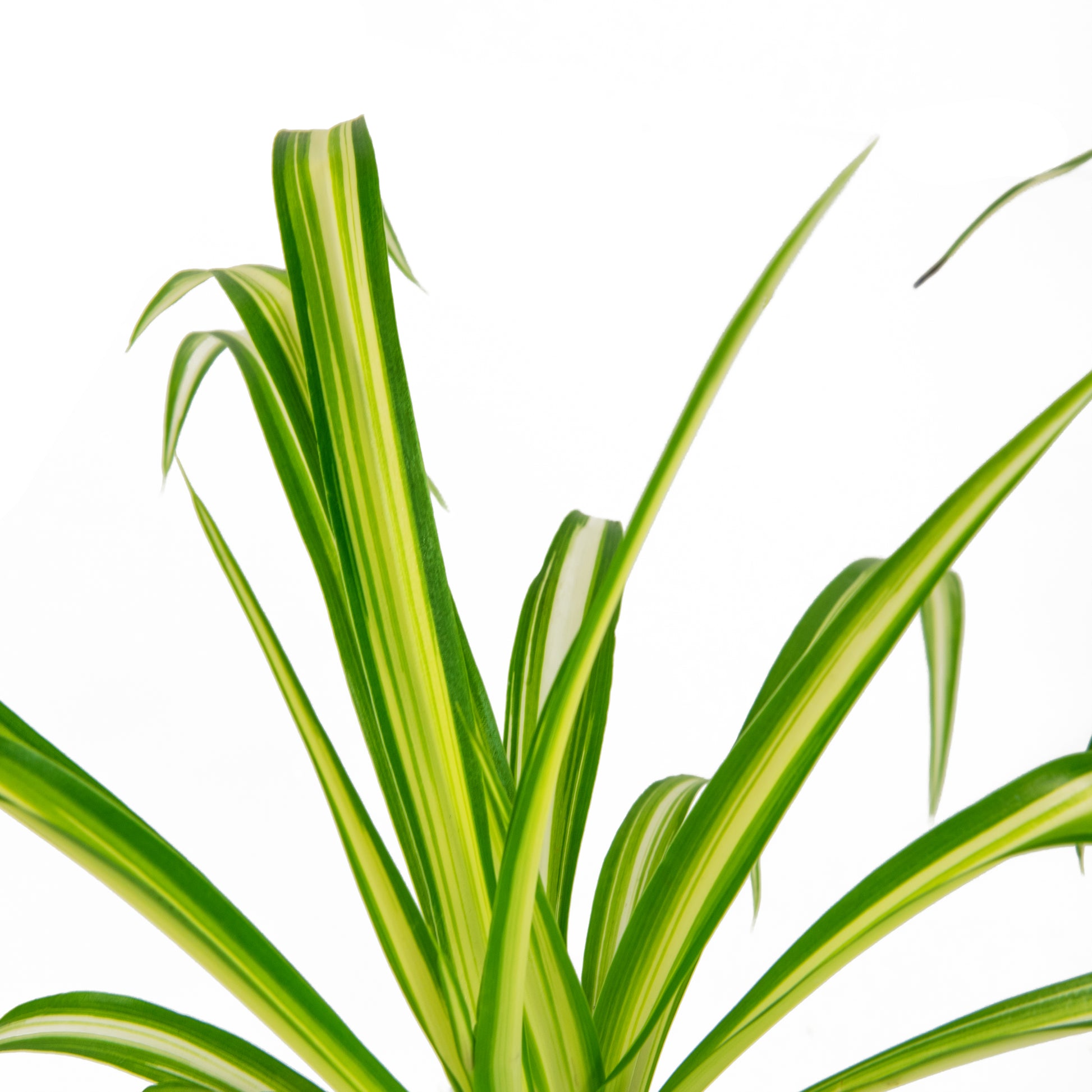 chlorophytum ribbon plant Ribbon (Spider) Plant