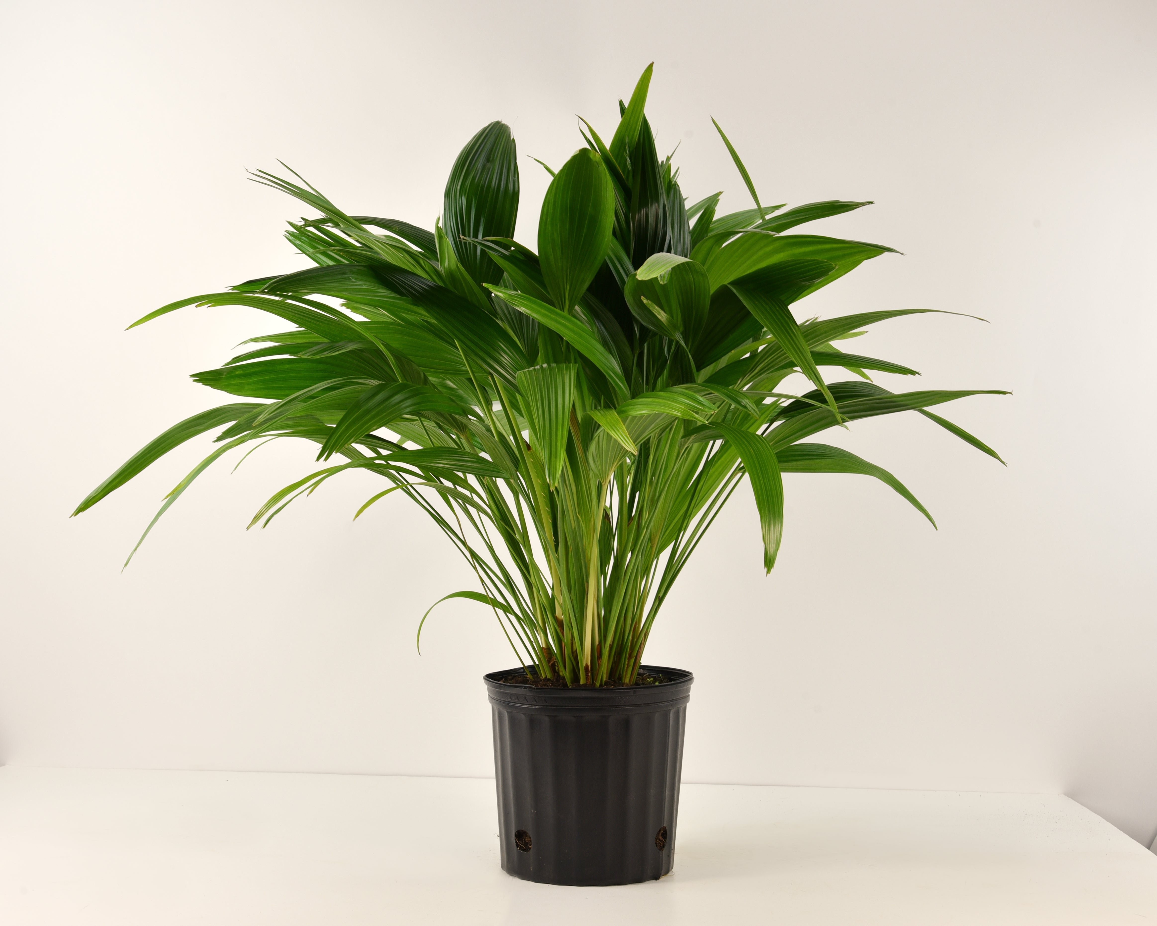 Livistona, Chinensis Fan Palm - 3 Gallon Pot