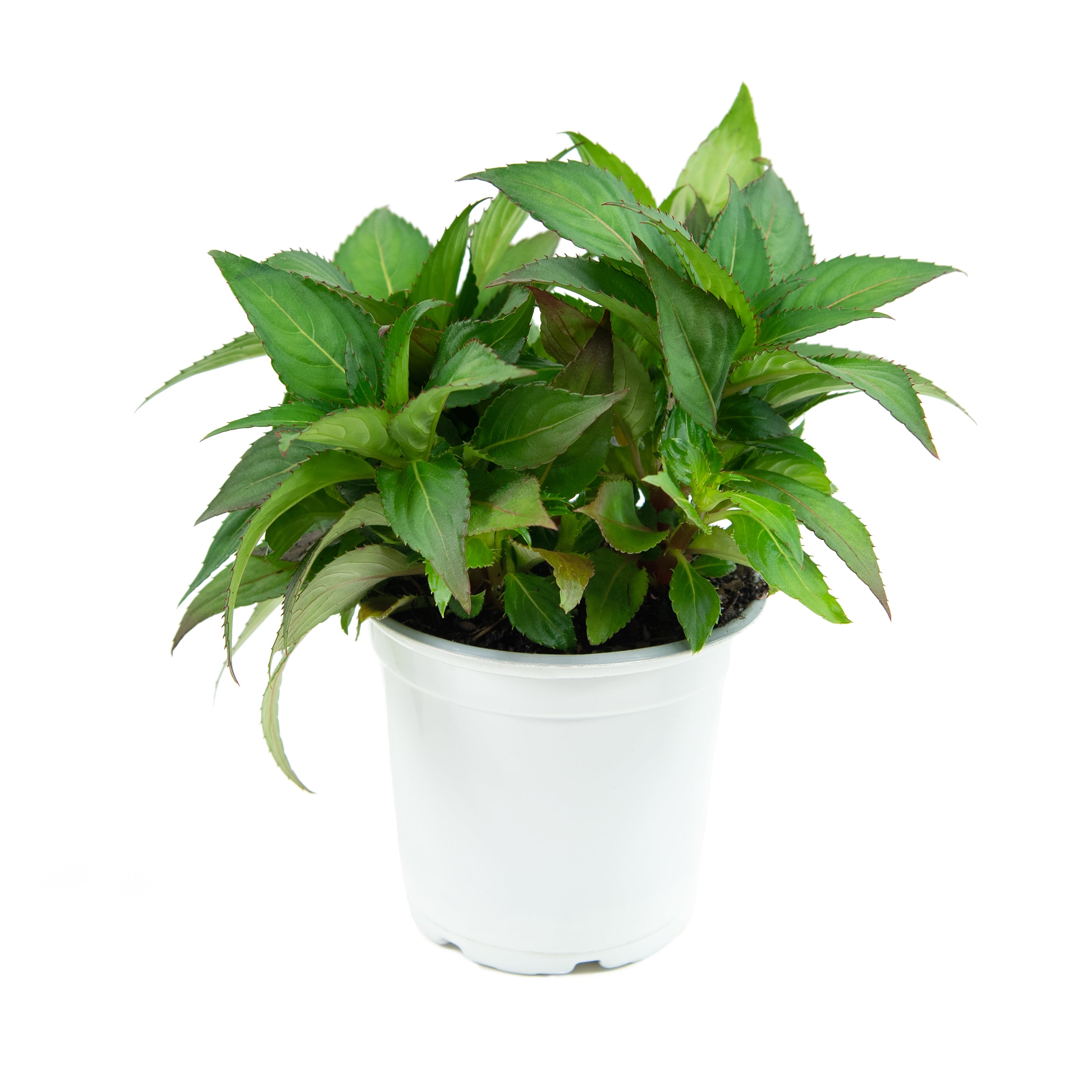 Impatiens, SunPatiens® 3-N-1 Best Friends Mix - 4" Pot