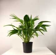Livistona, Chinensis Fan Palm - 3 Gallon Pot