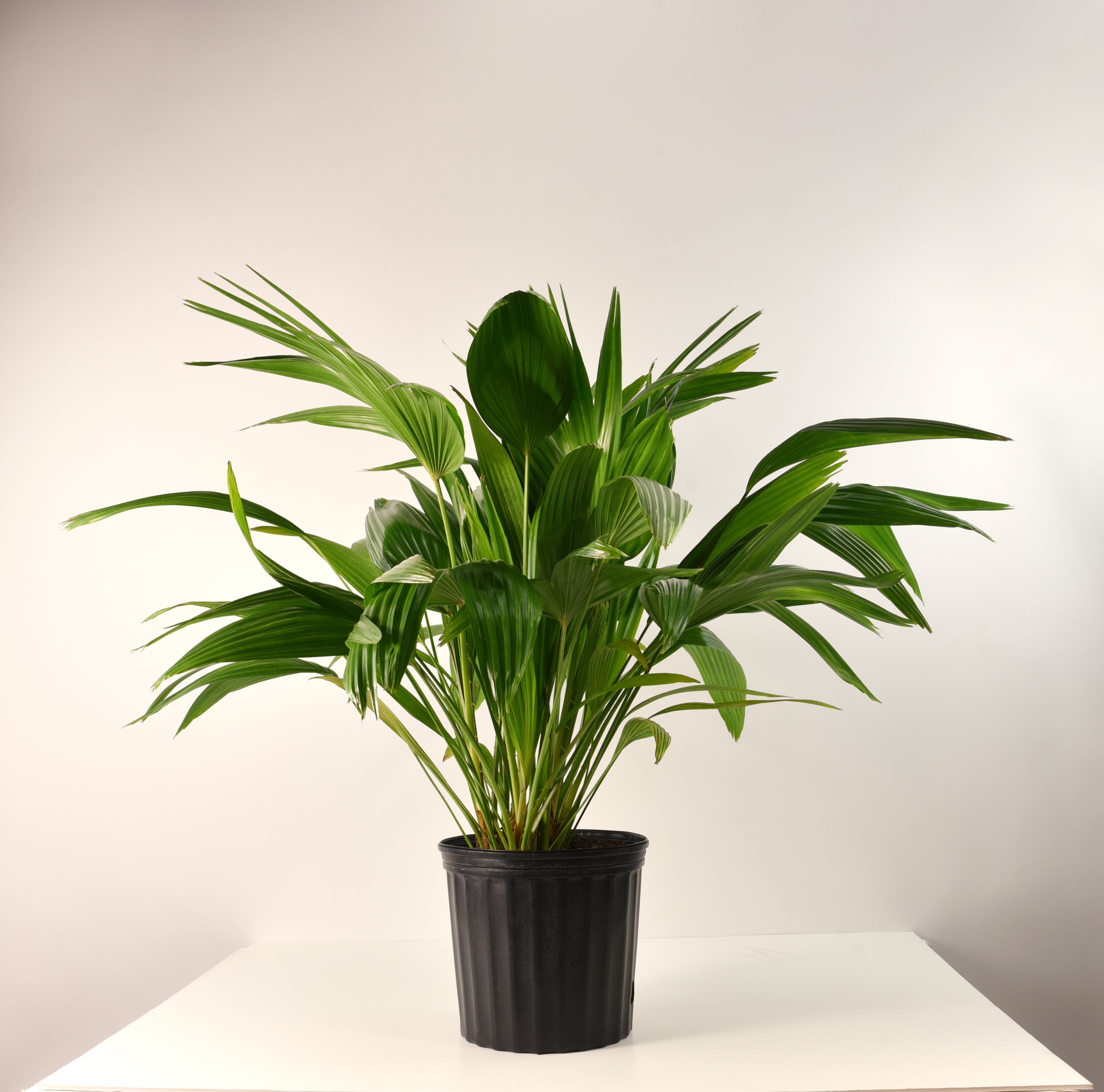 Livistona, Chinensis Fan Palm - 3 Gallon Pot