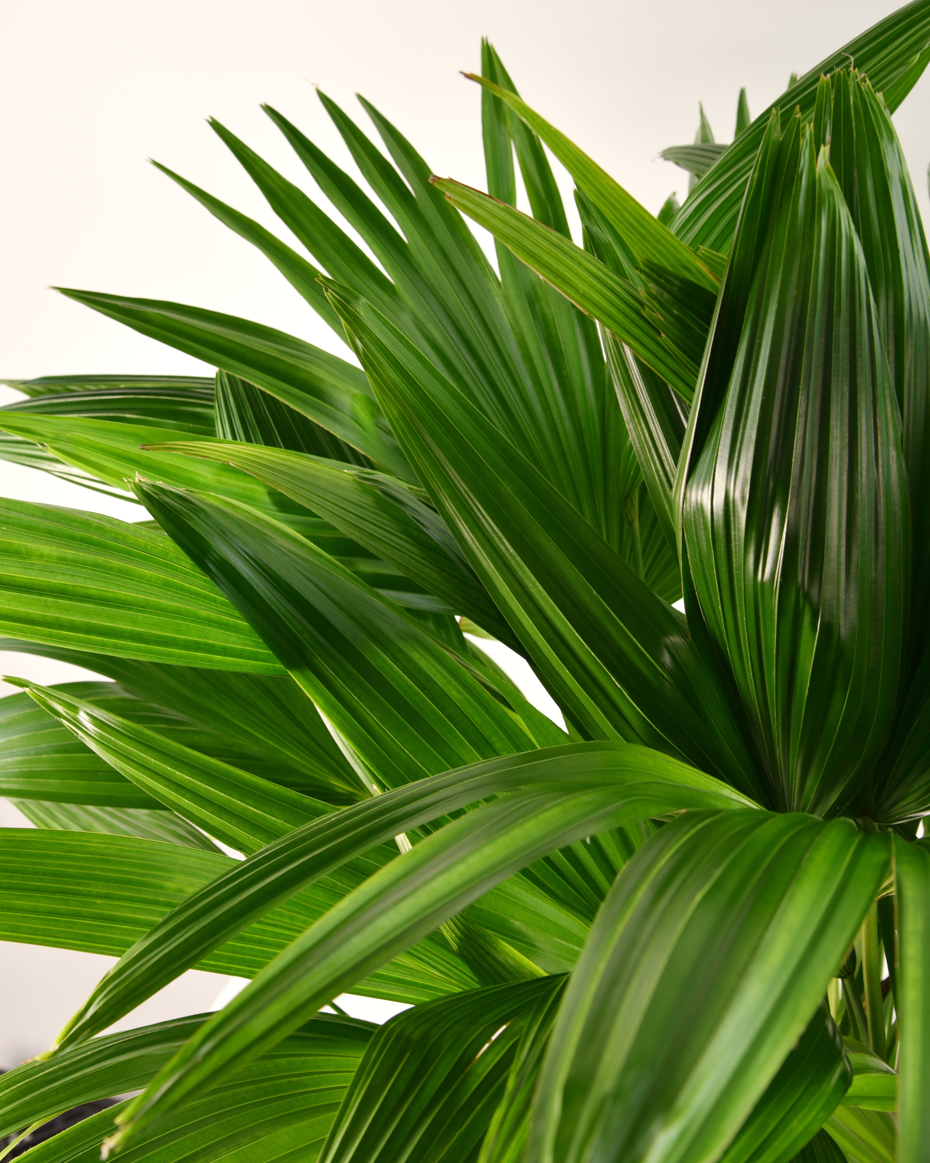 Livistona, Chinensis Fan Palm - 3 Gallon Pot