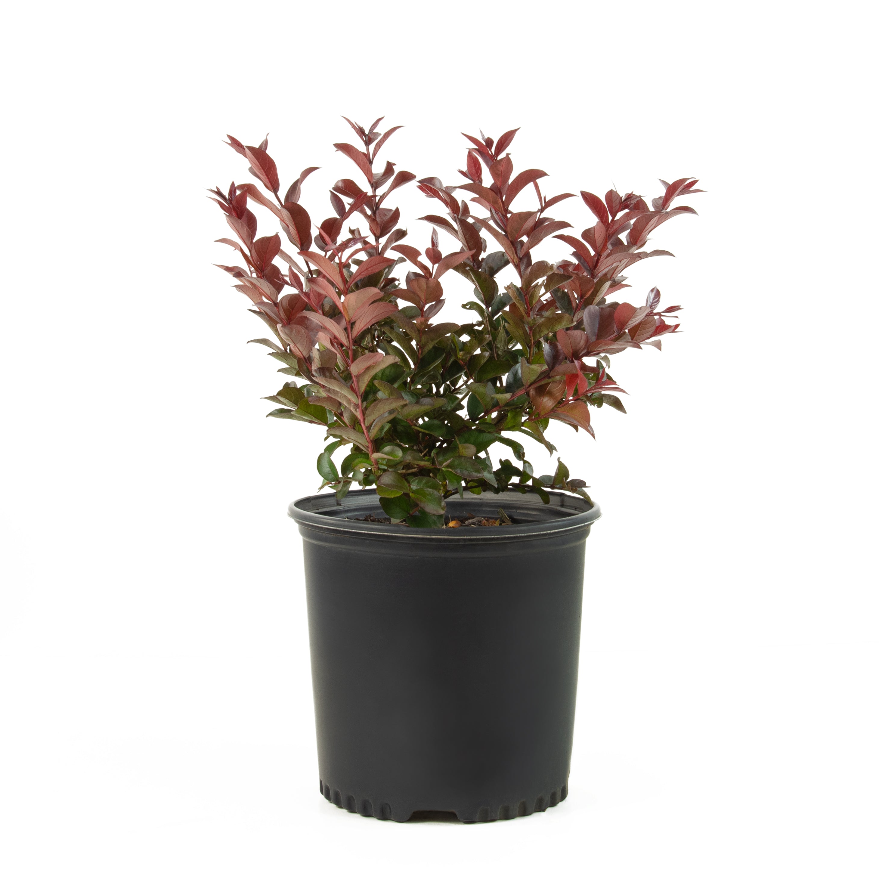 Photinia Dynamo Red - 4"