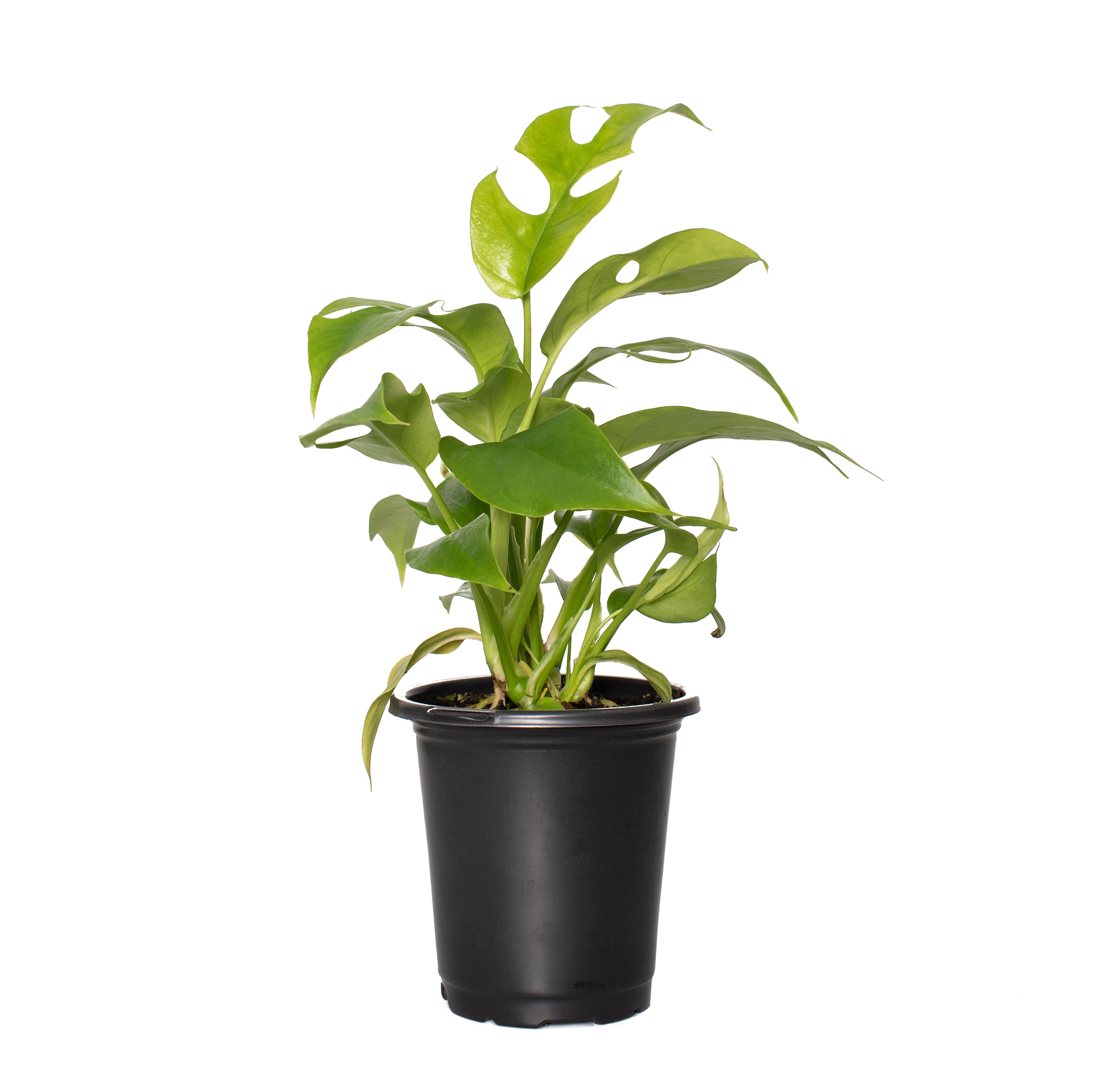 Rhaphidophora 'Monstera Ginny' Vine - 4" Pot
