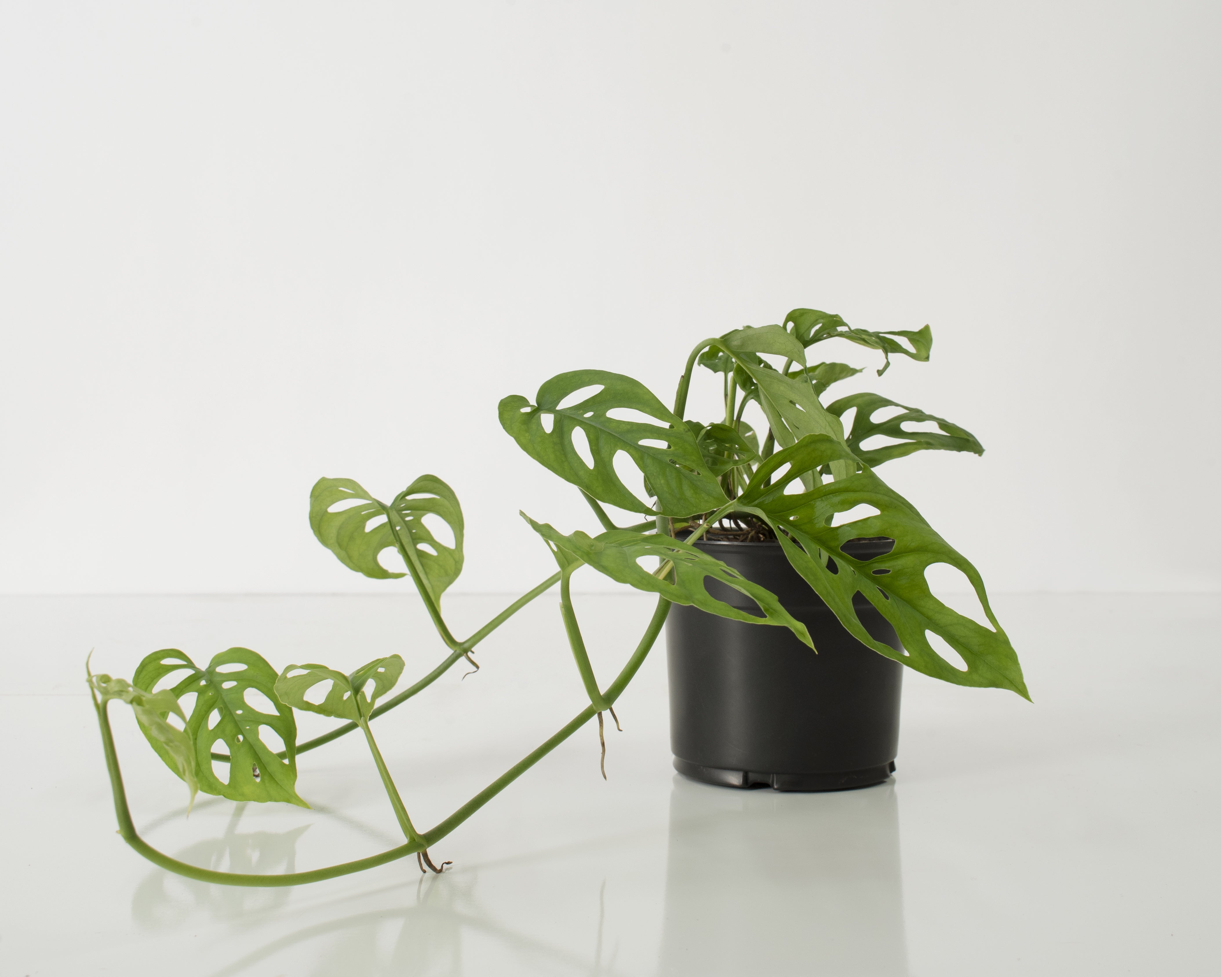 Monstera Adansonii Swiss Cheese Vine - 10" Hanging Basket