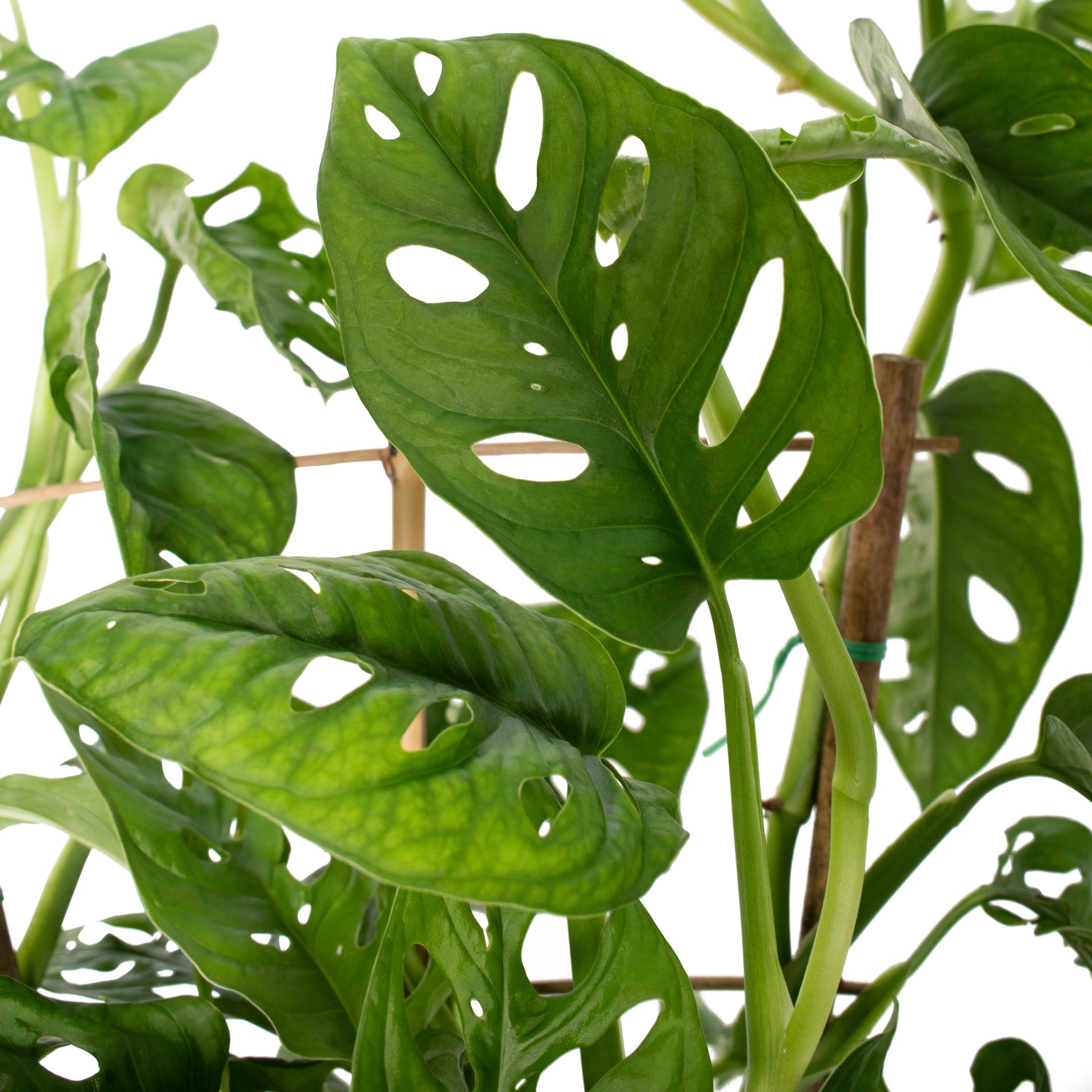 Monstera Adansonii Swiss Cheese Vine - 10" Hanging Basket  Cottage Farms