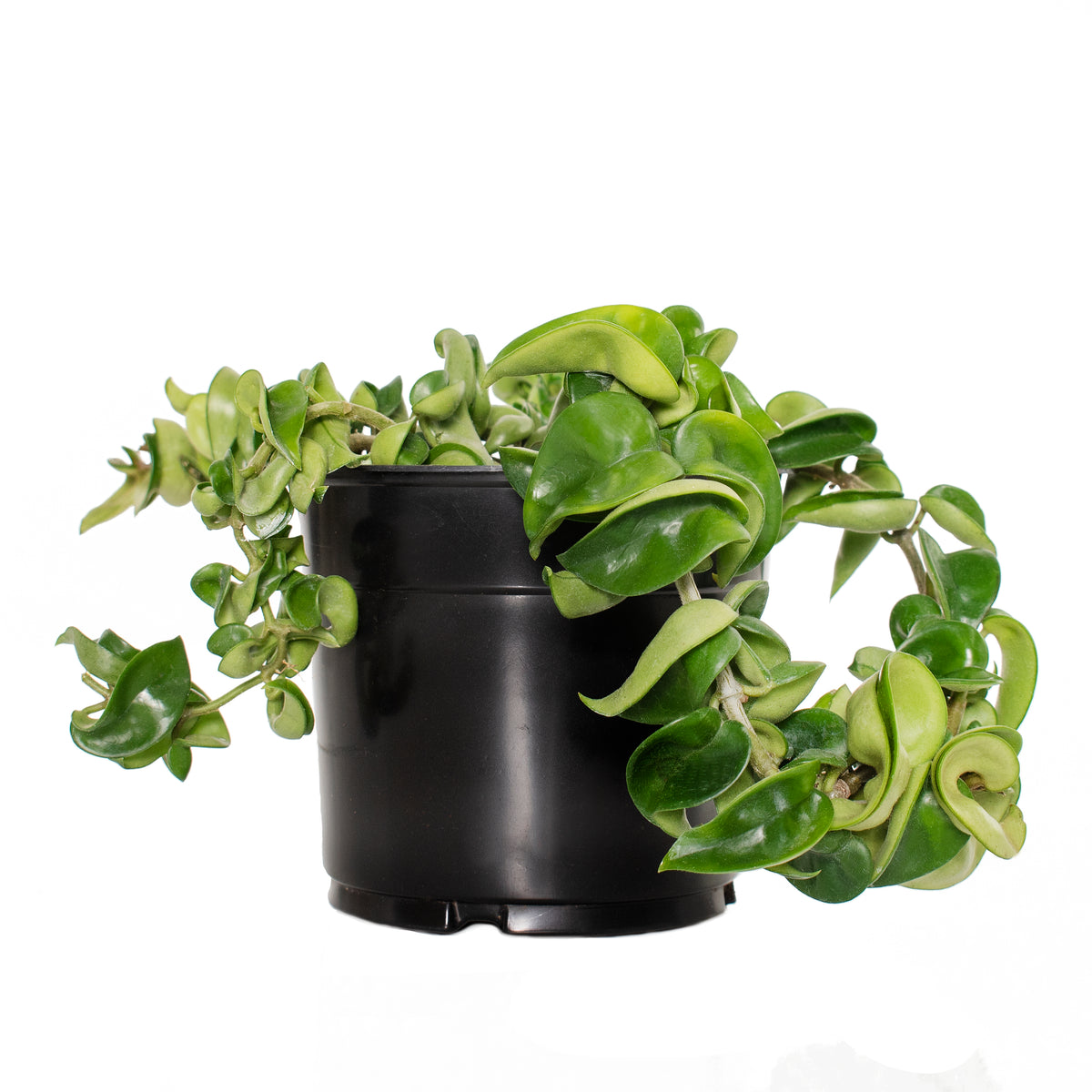 Hindu Rope Hoya - 5.5 in. Pot