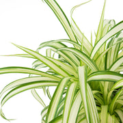 Ribbon (Spider) Plant - 4in. Pot