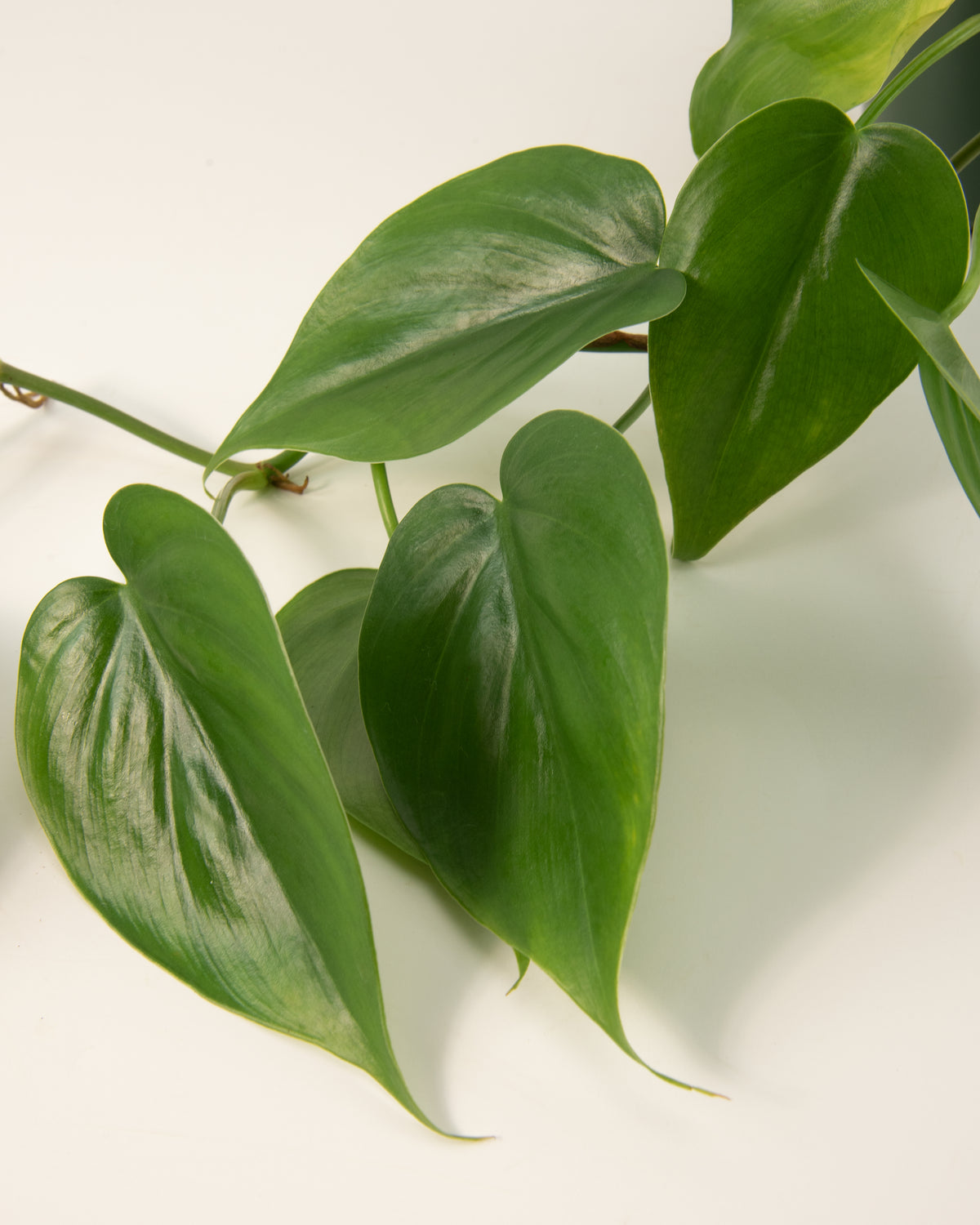 Philodendron cordatum 'Green' – 8" Hanging Basket