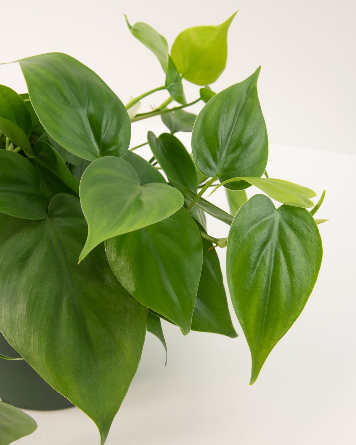 Philodendron cordatum 'Green' – 8" Hanging Basket