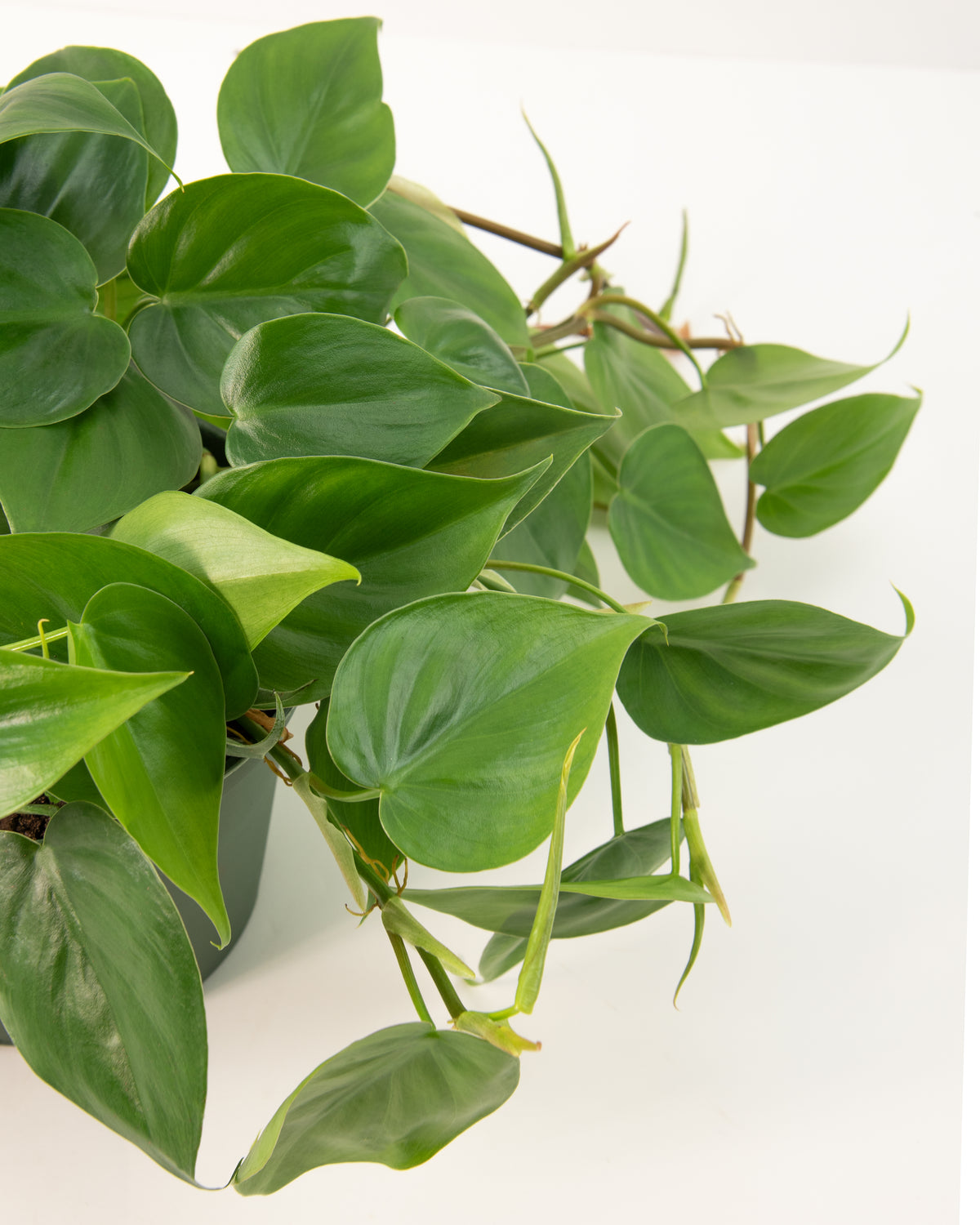 Philodendron cordatum 'Green' – 8" Hanging Basket